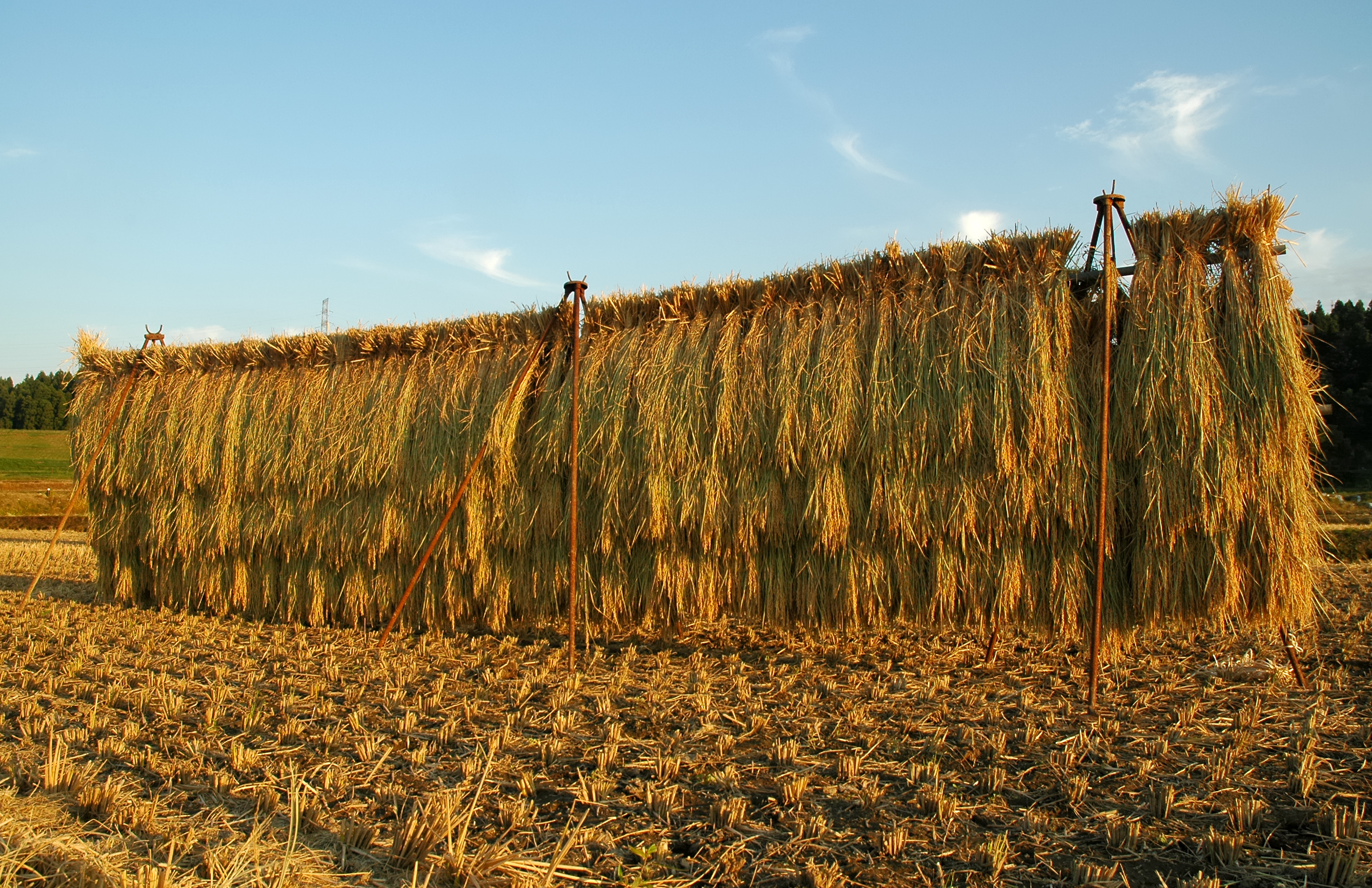 Rice drying