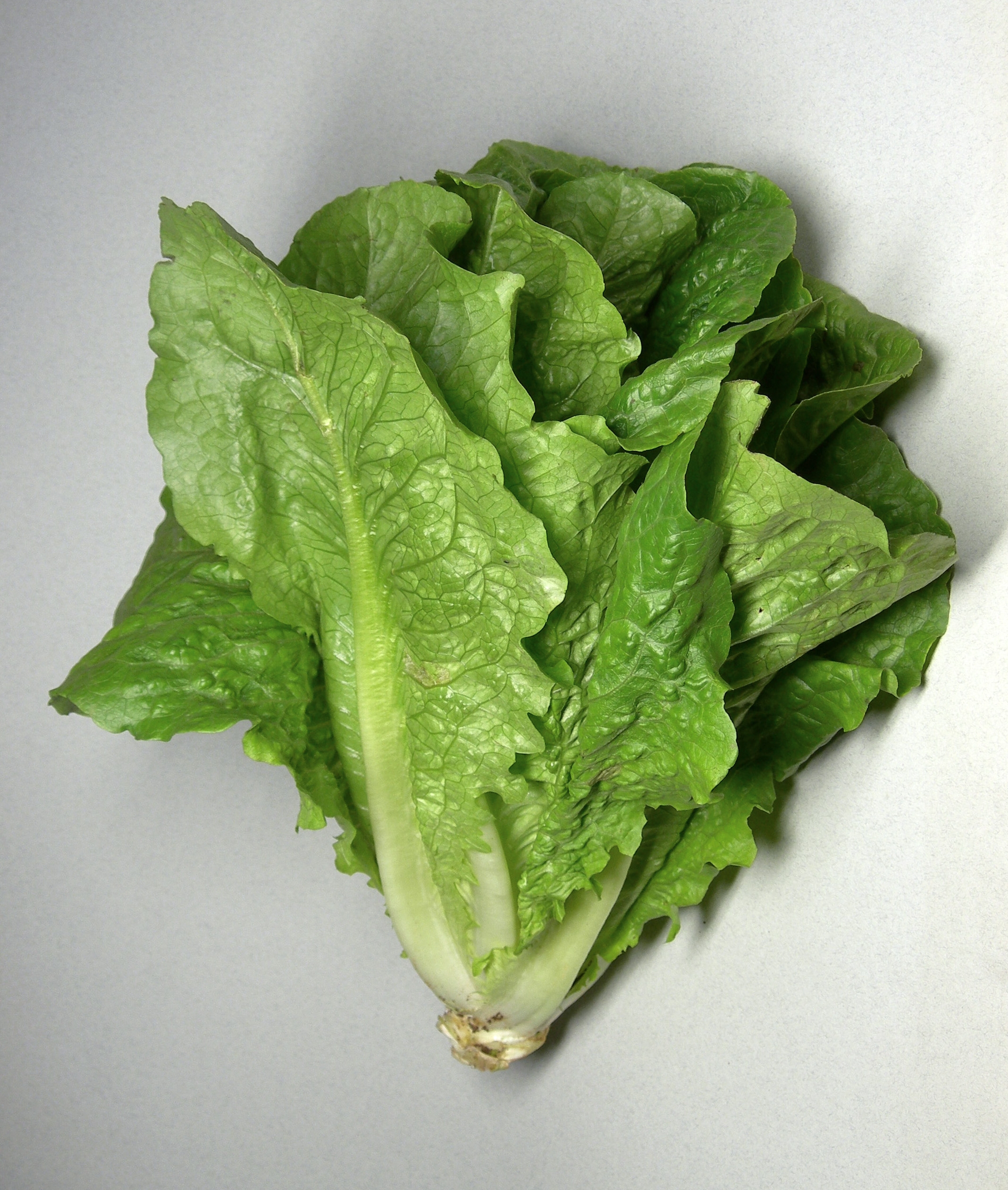 Romaine