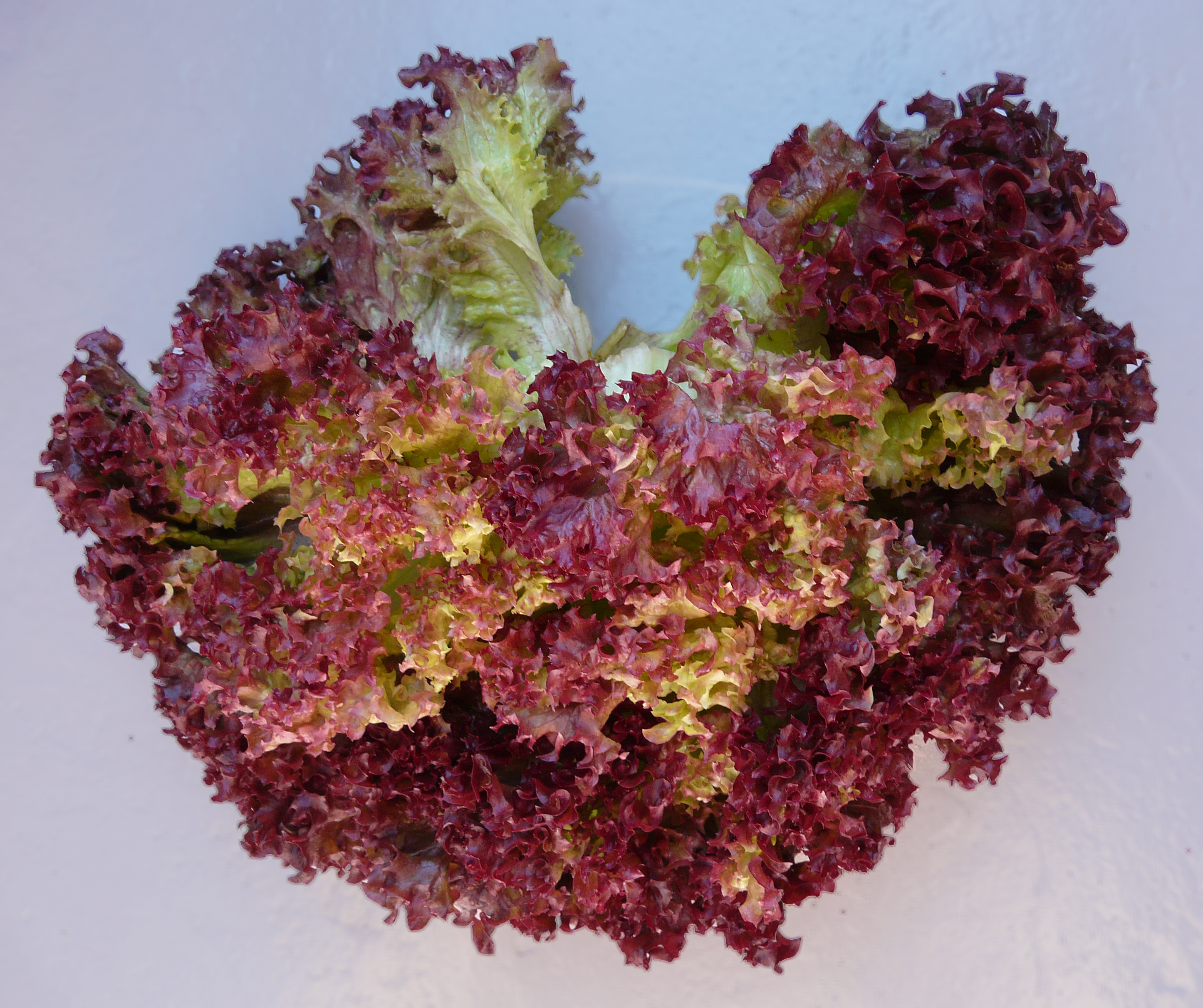 Salat Lollo Rosso fcm