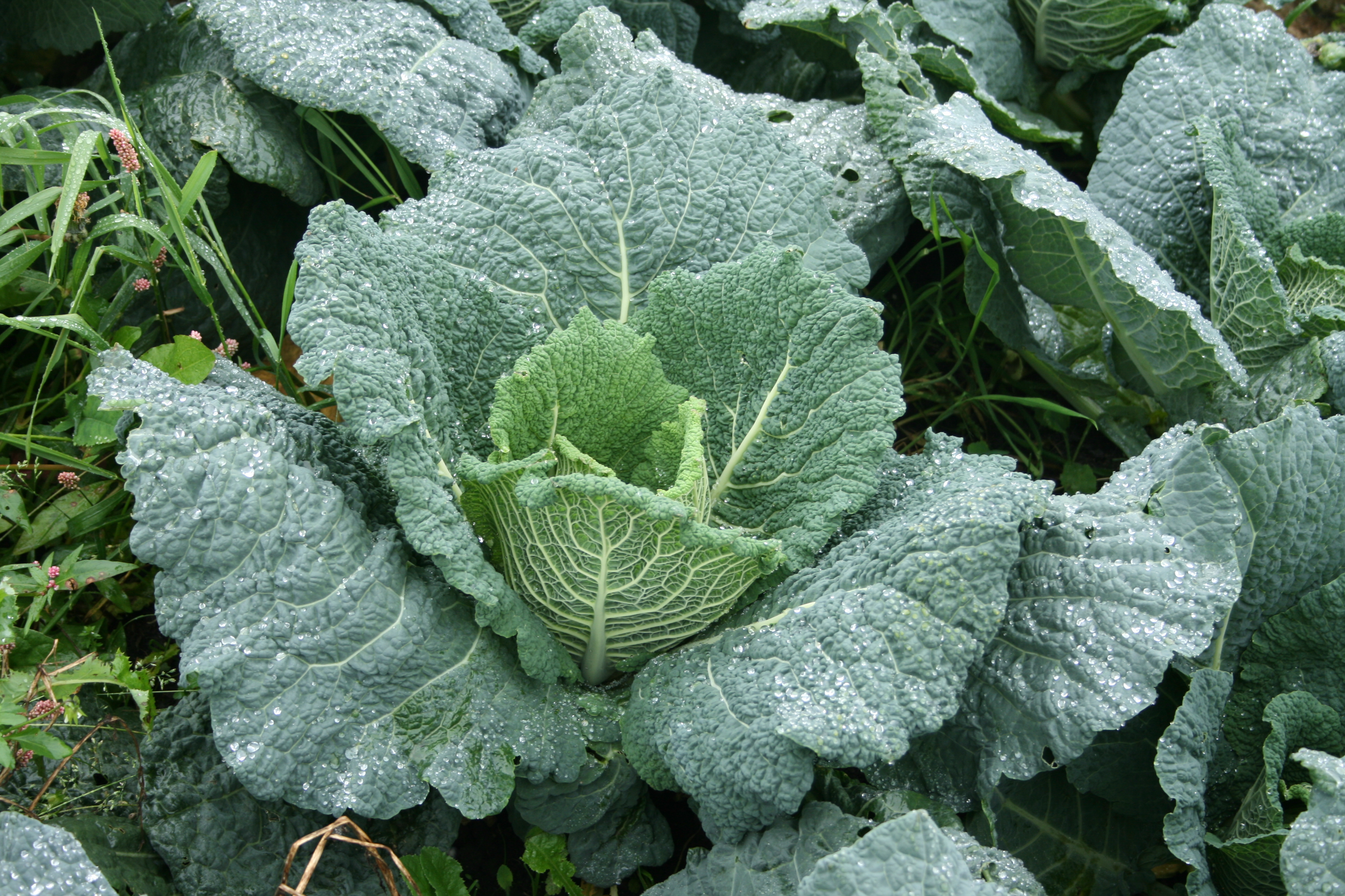 Savoy Cabbage