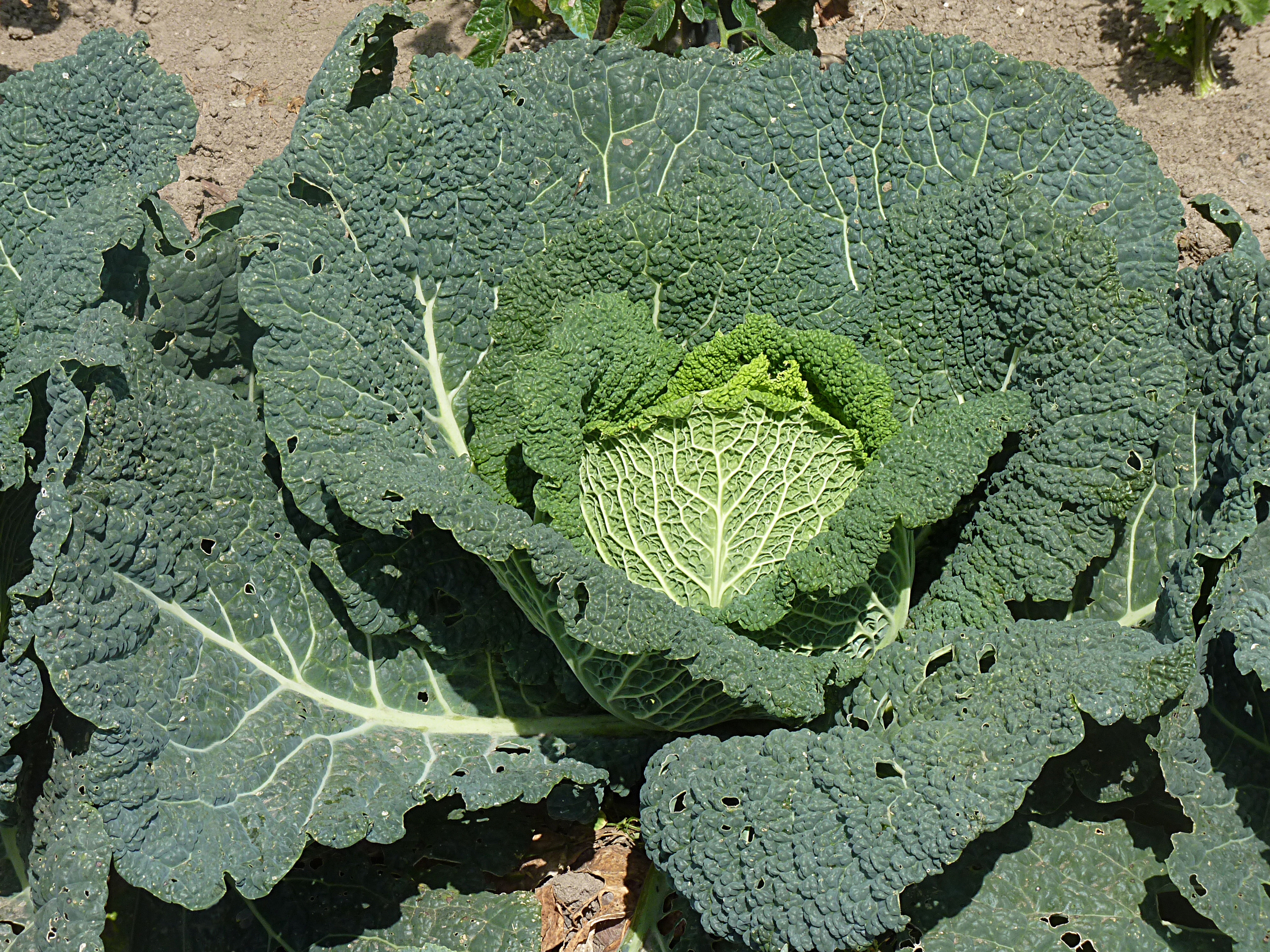 Savoy cabbage J1