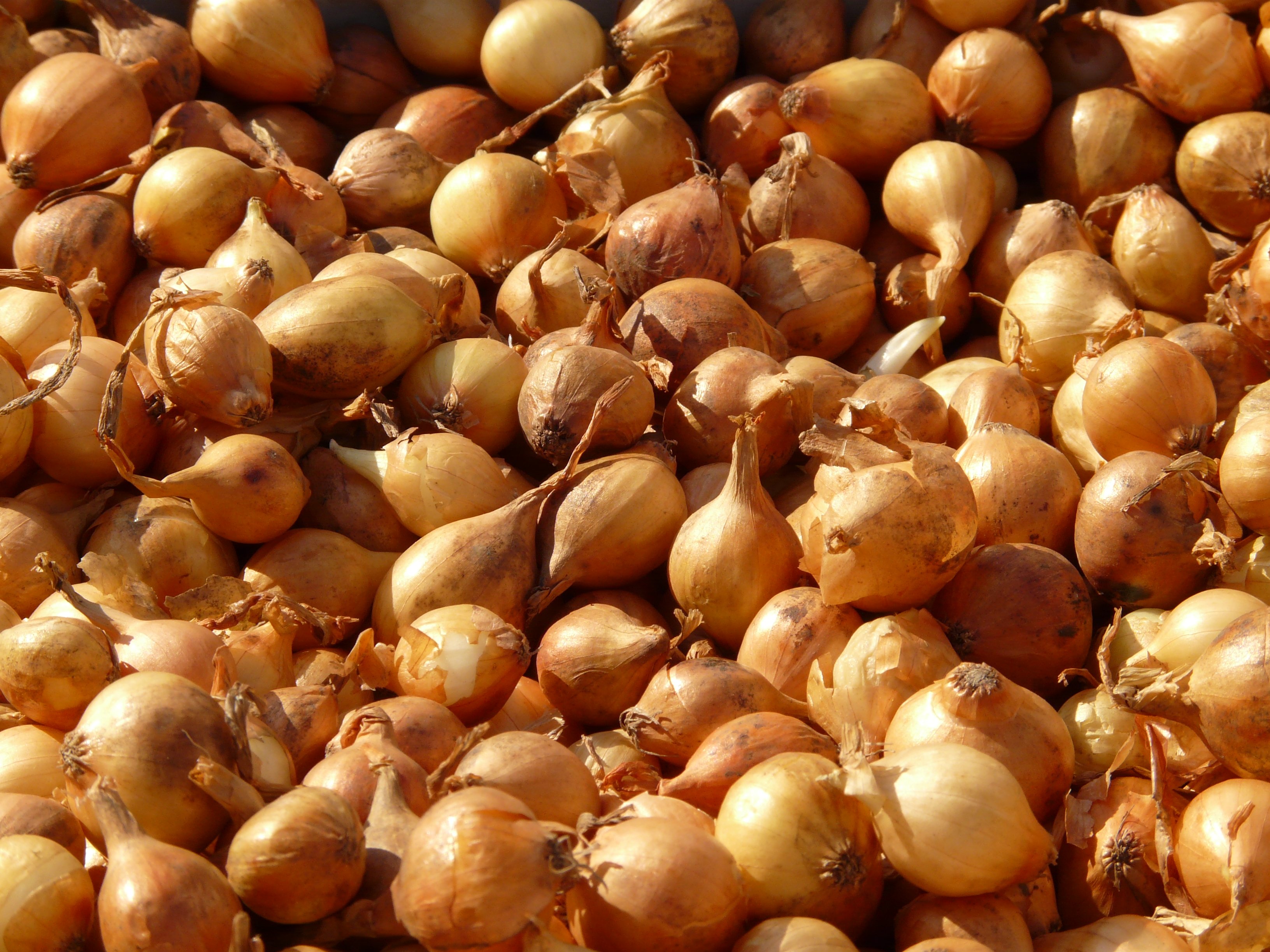 Shallot-5774 - Hans Braxmeier