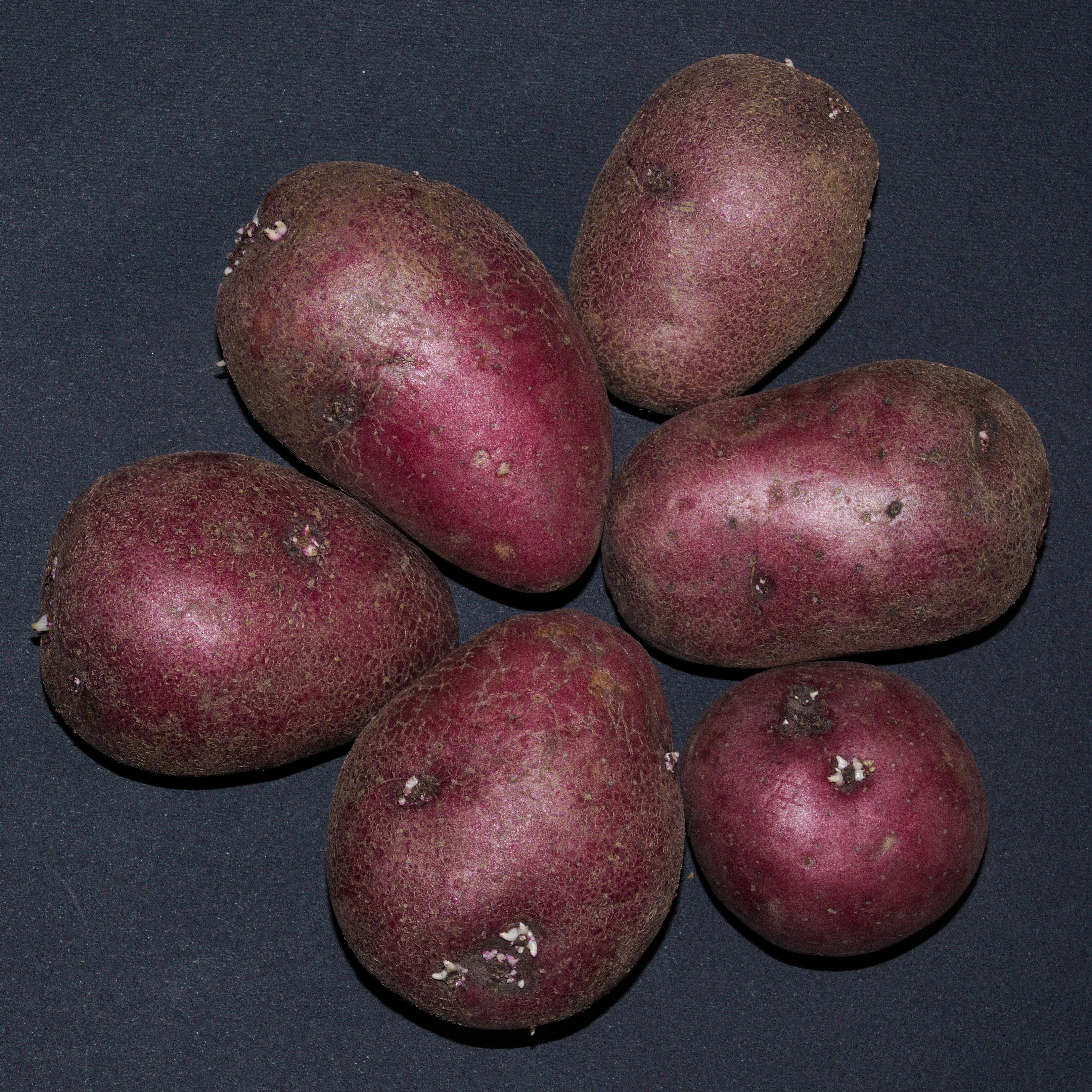 Solanum tuberosum Red Scarlett20170523 7825