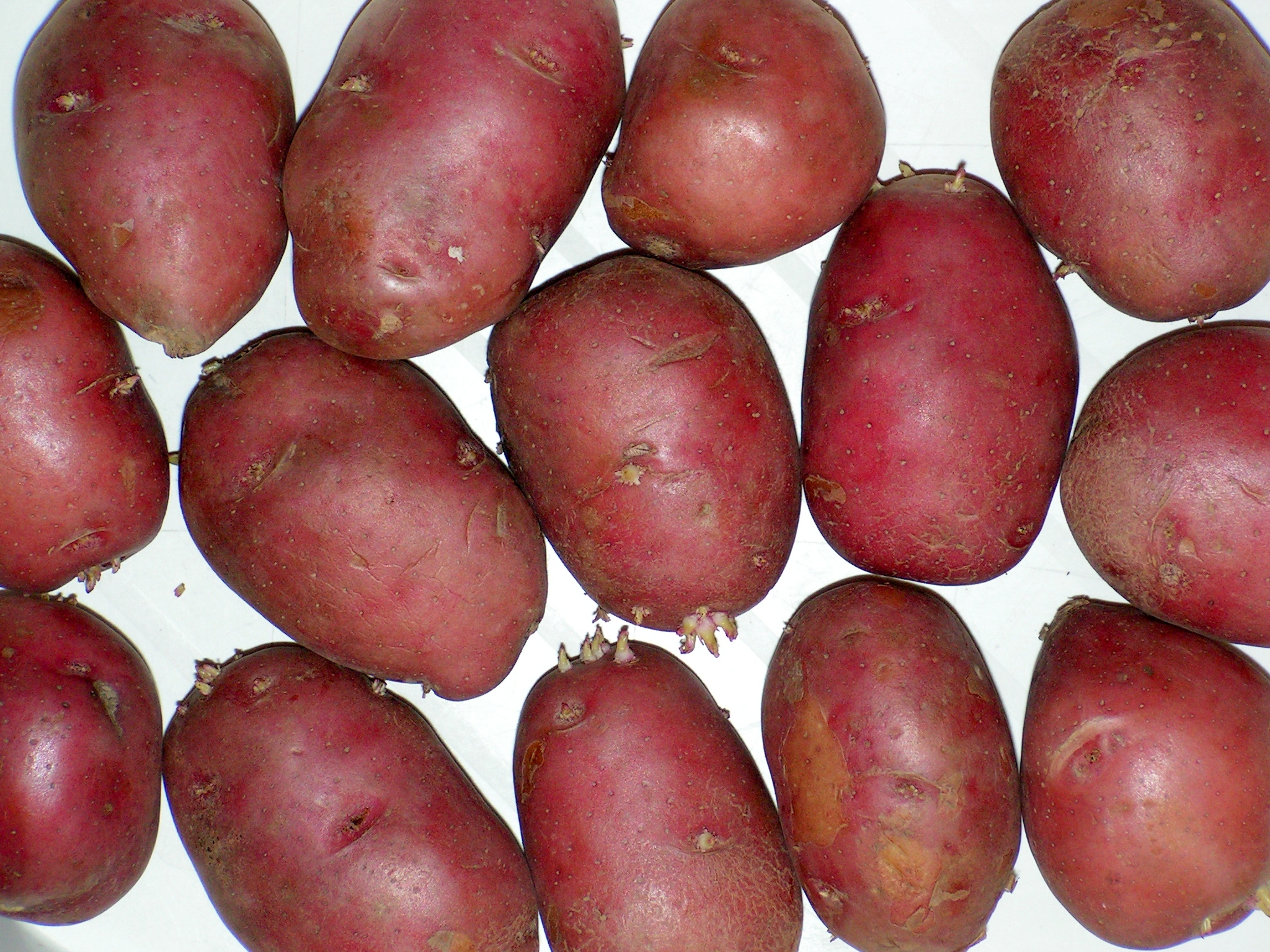 Solanum tuberosum Rosalind20100329 02