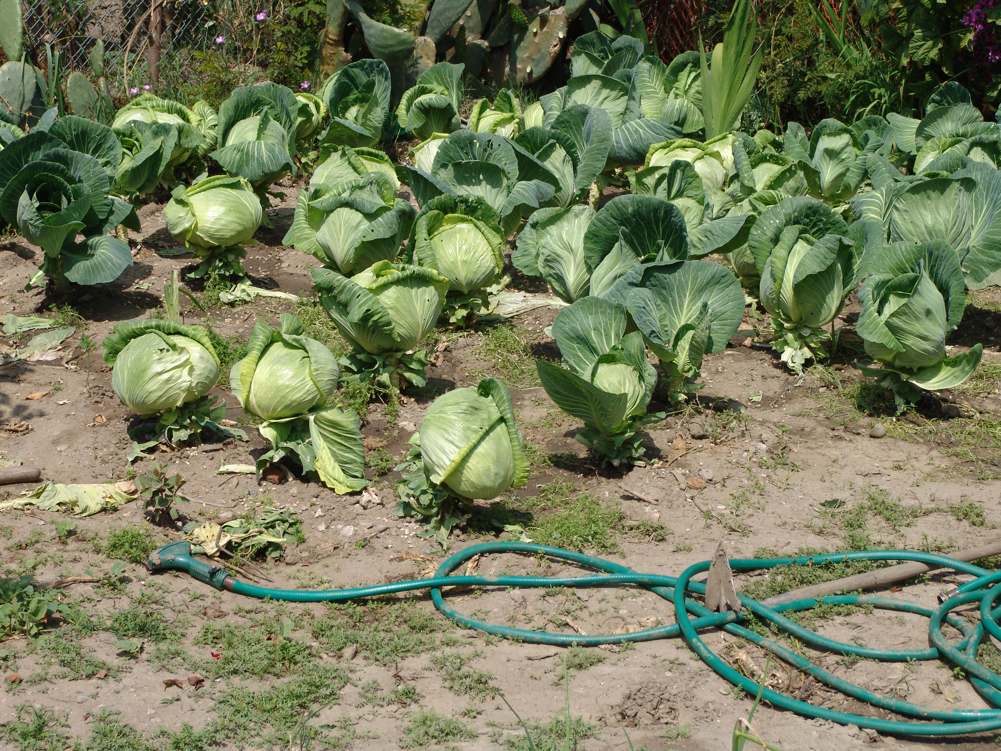South Central Farm 3