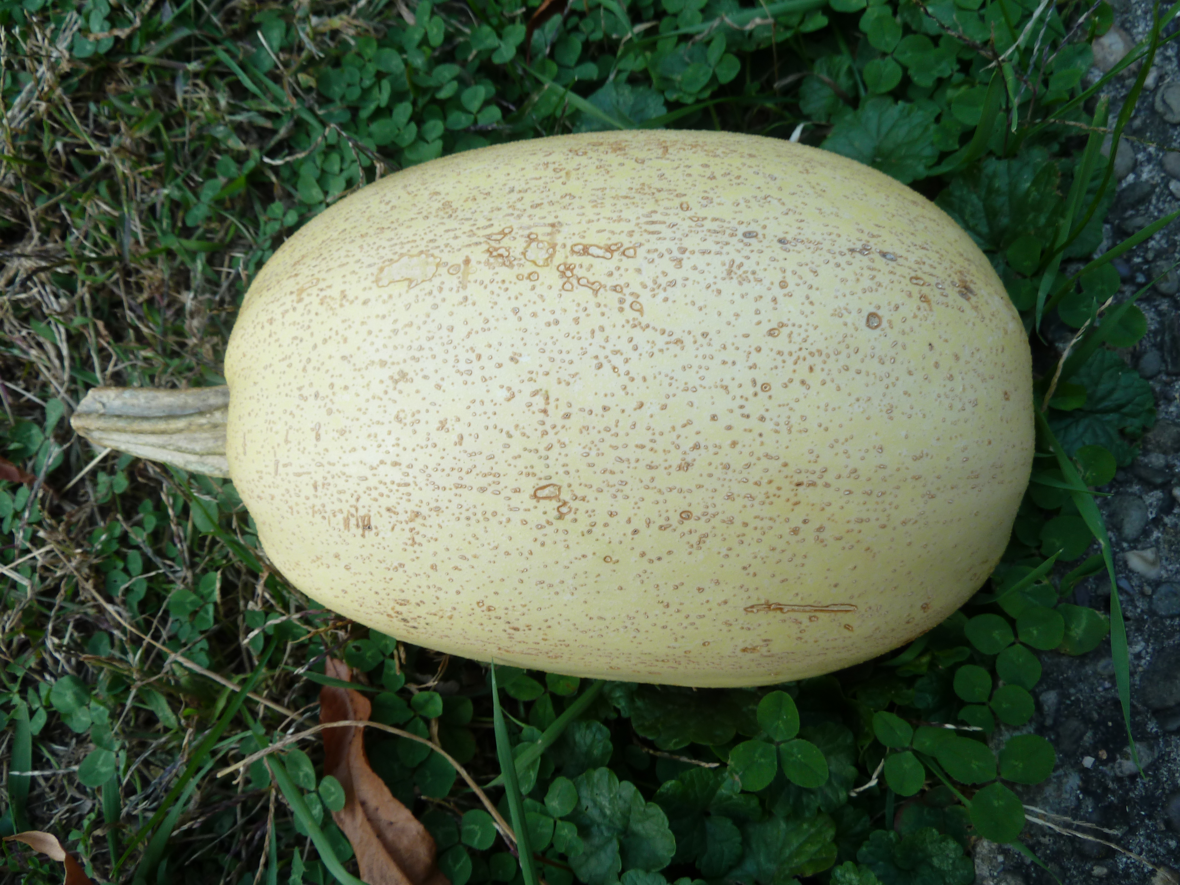 Spaghetti Squash