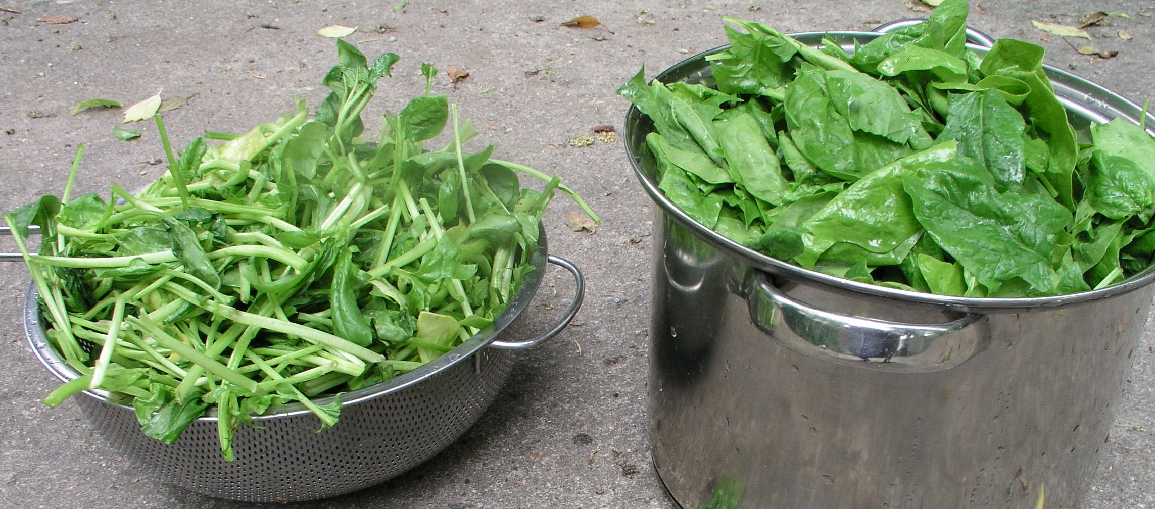 Spinach leaves and stems