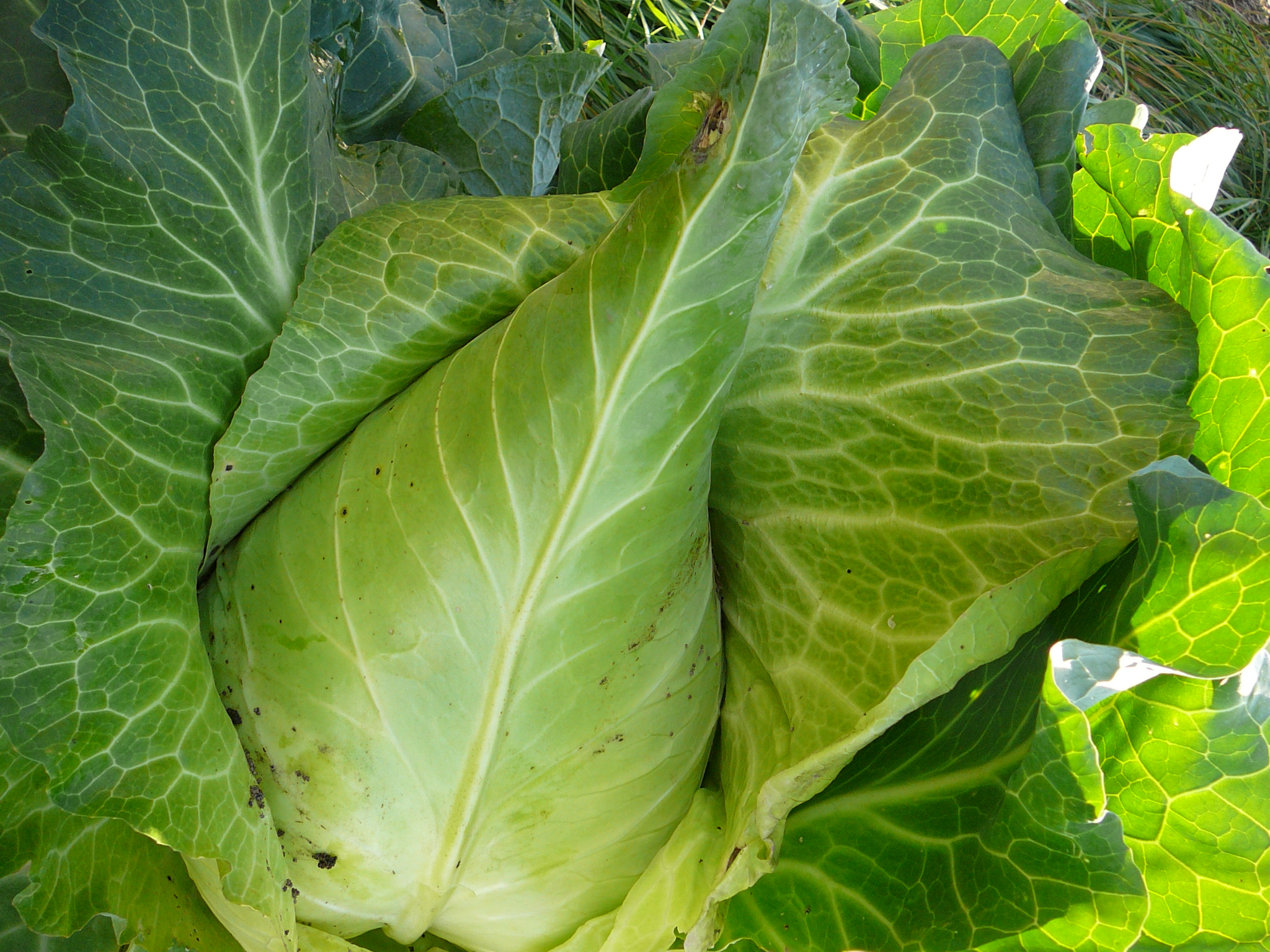 Spitzkraut