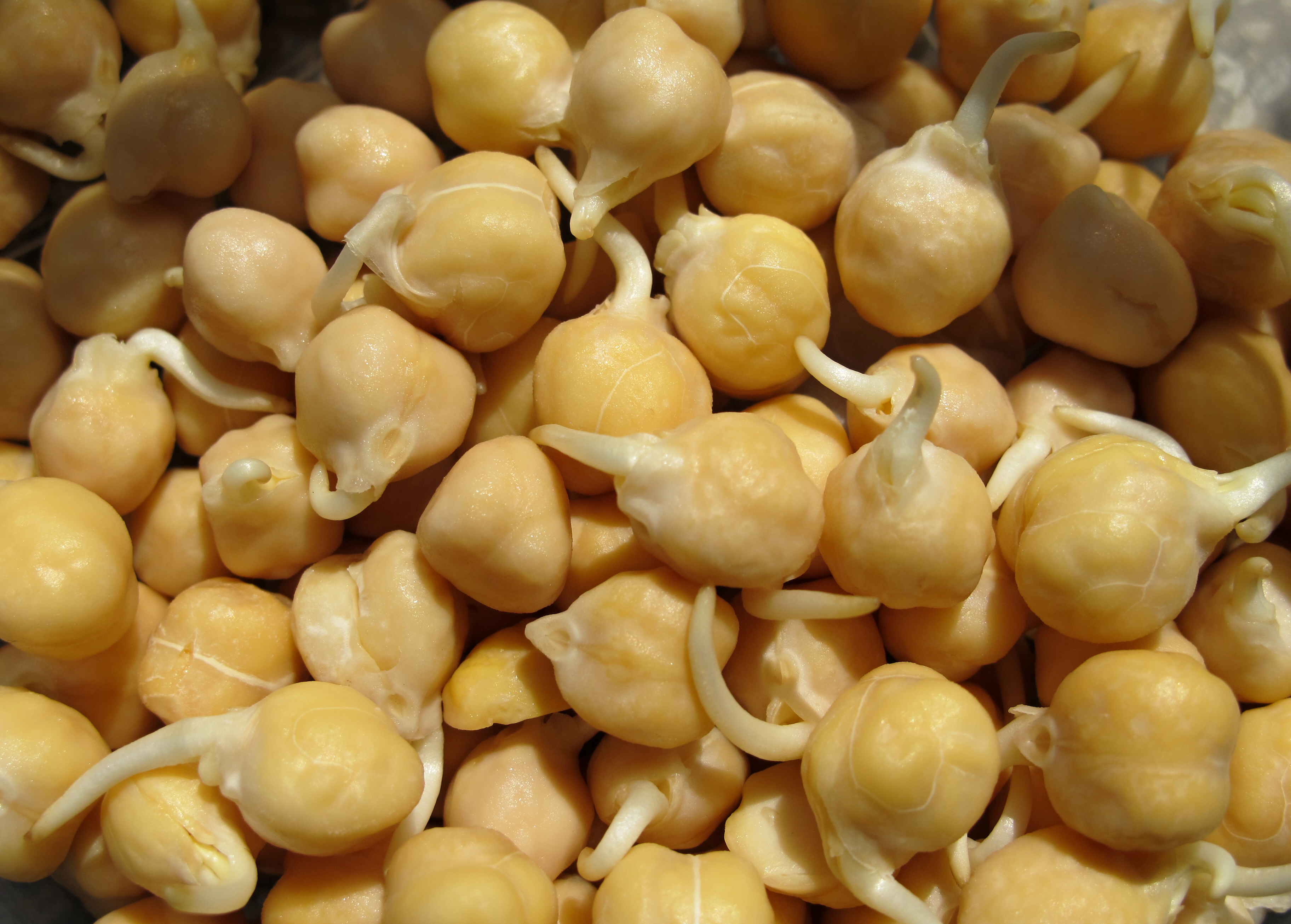Sprouted chickpeas (2)