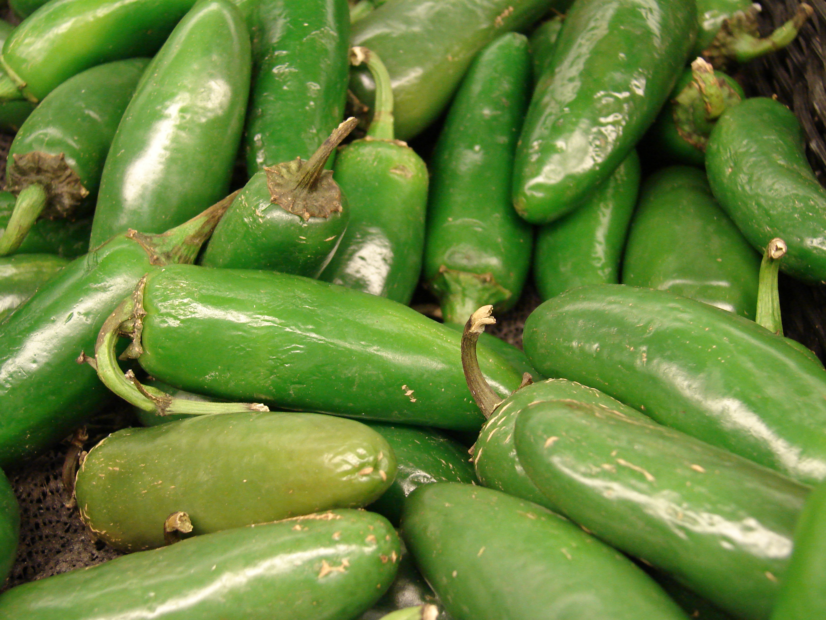 Starr 070730-7841 Capsicum annuum
