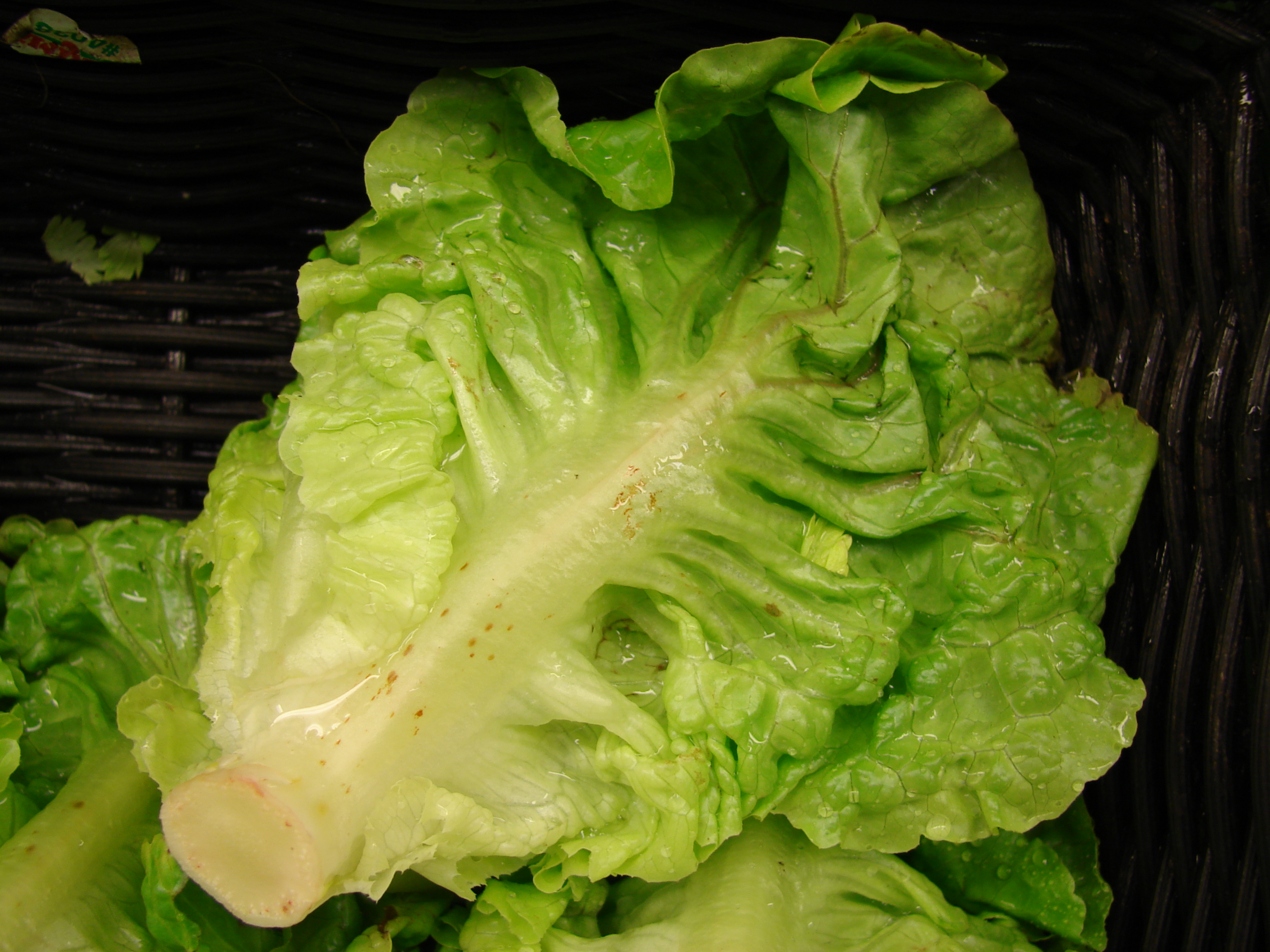 Starr 070730-7901 Lactuca sativa