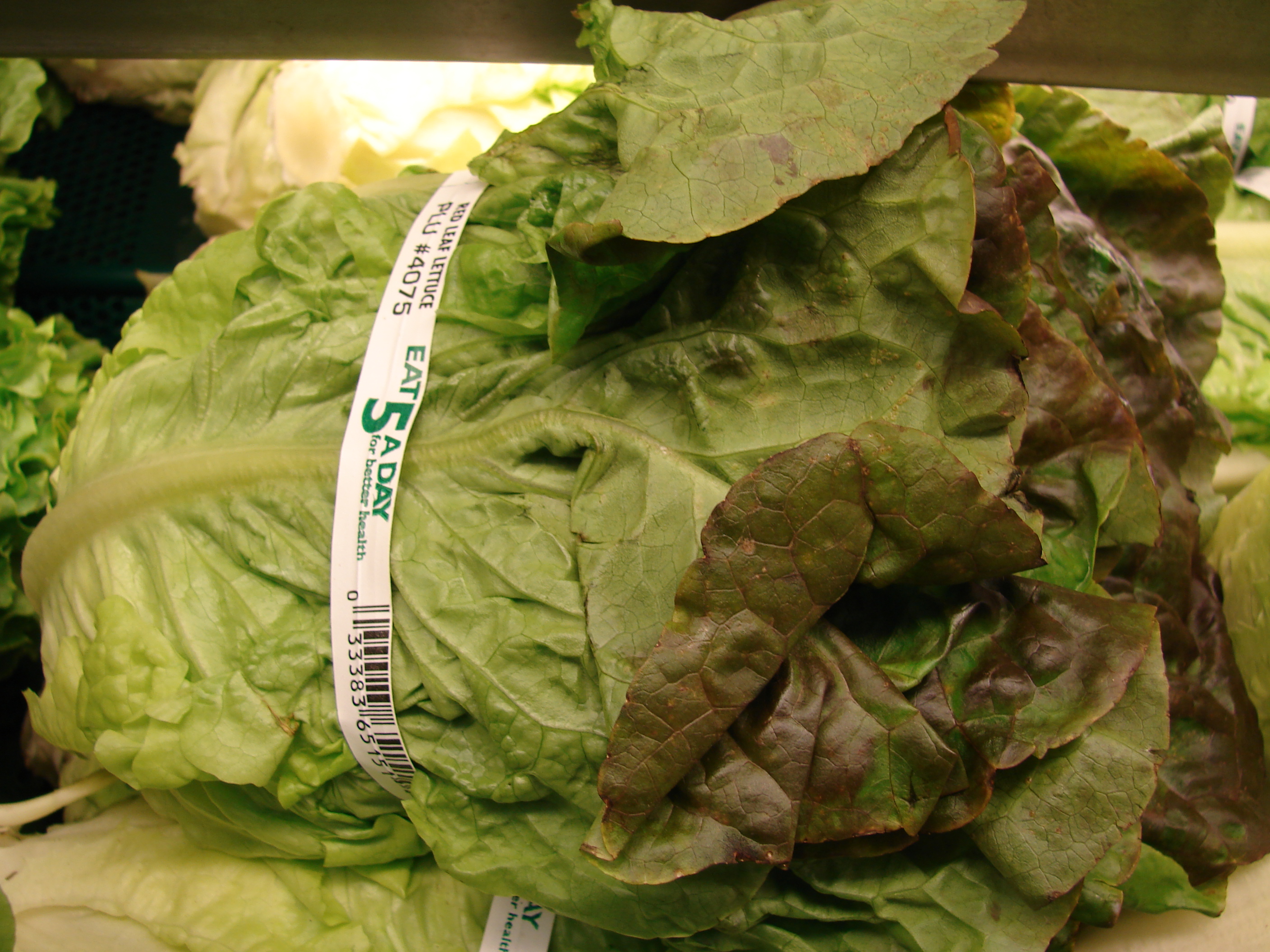 Starr 070730-7910 Lactuca sativa