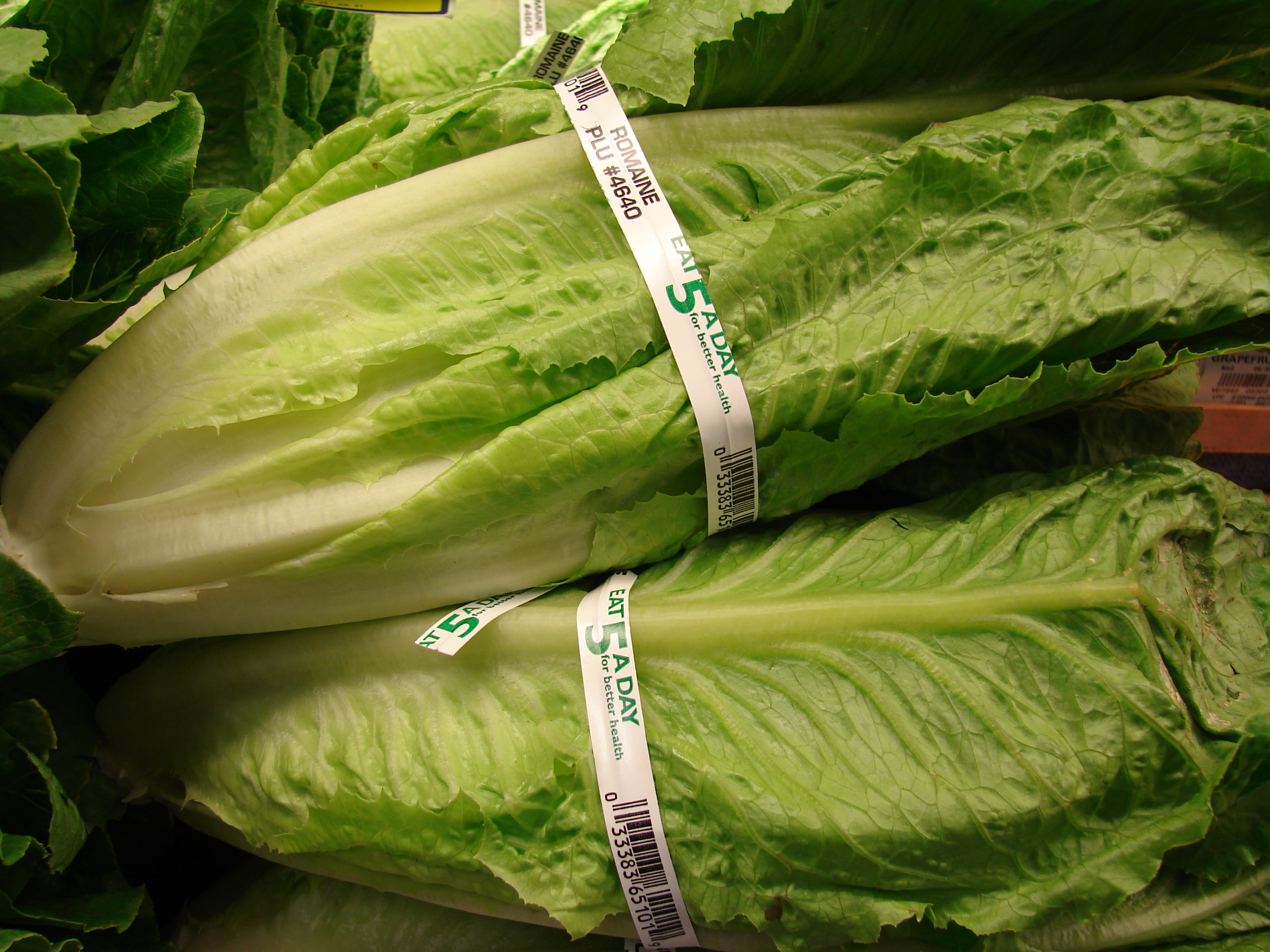 Starr 070730-7911 Lactuca sativa