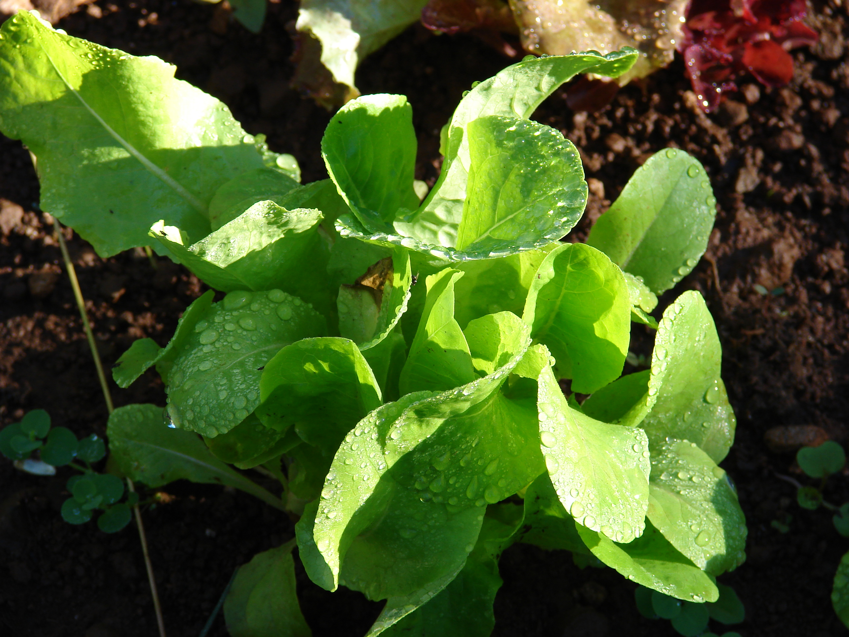 Starr 081031-0377 Lactuca sativa