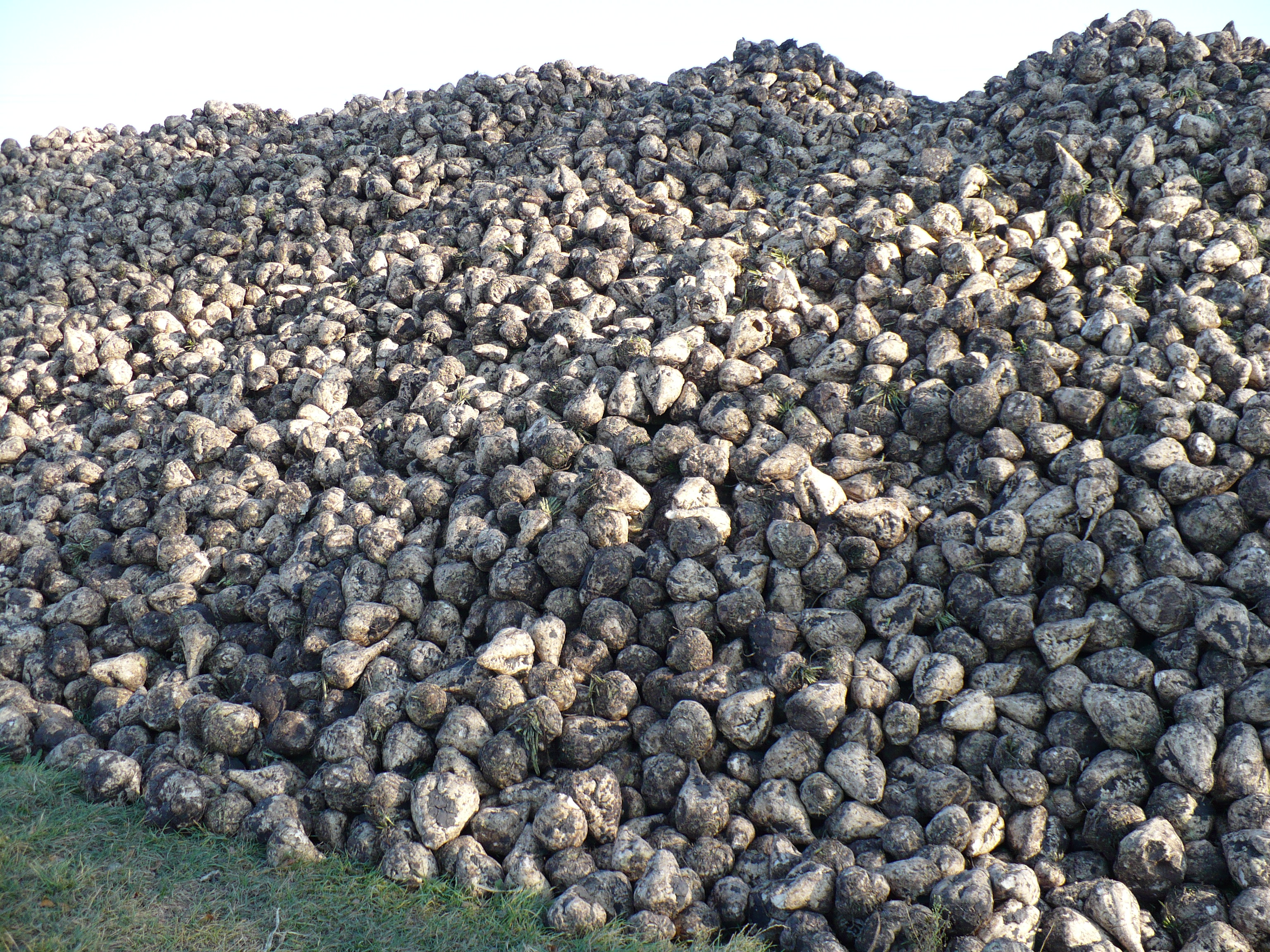 SugarBeet