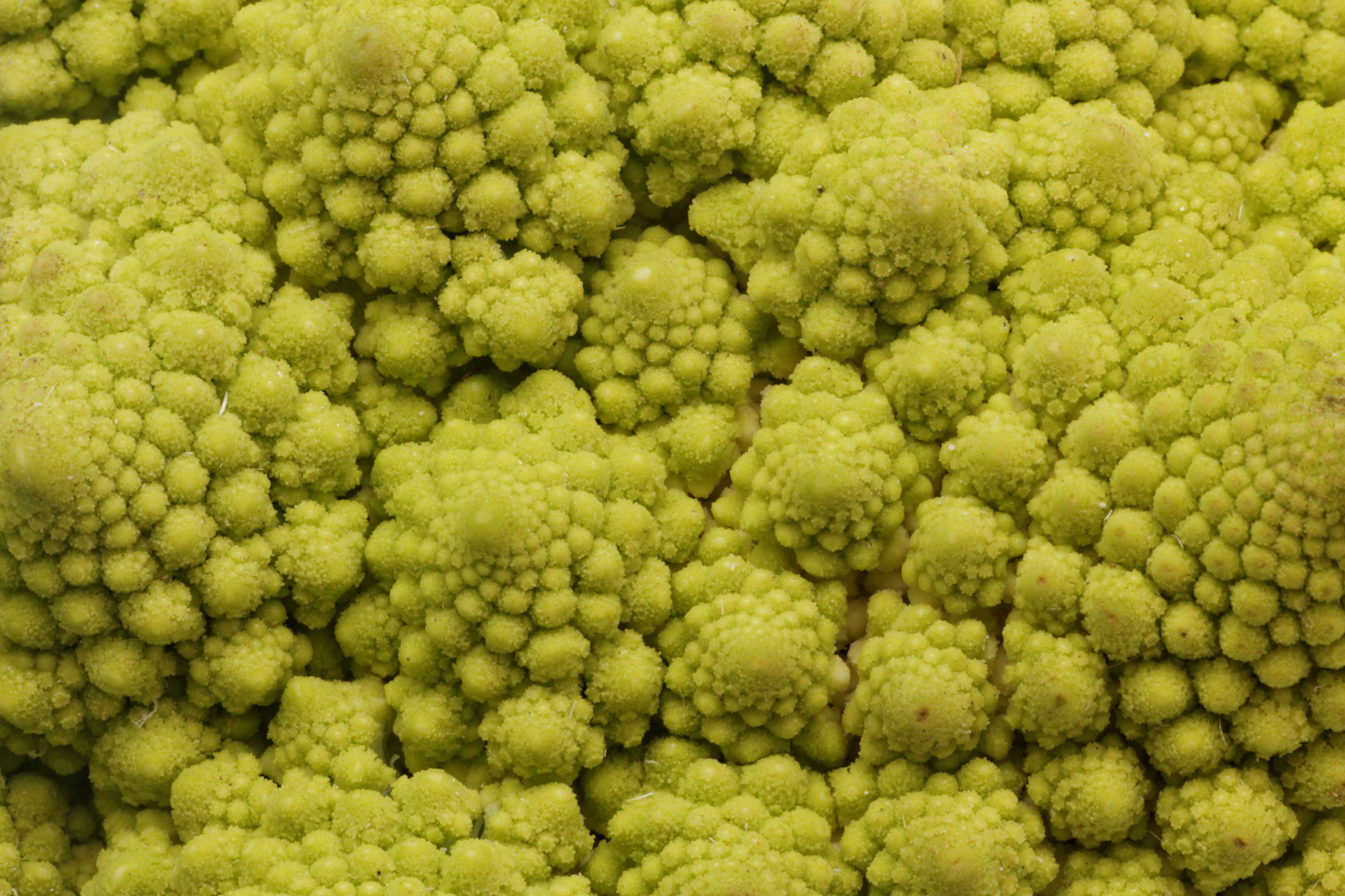 Chou romanesco 04