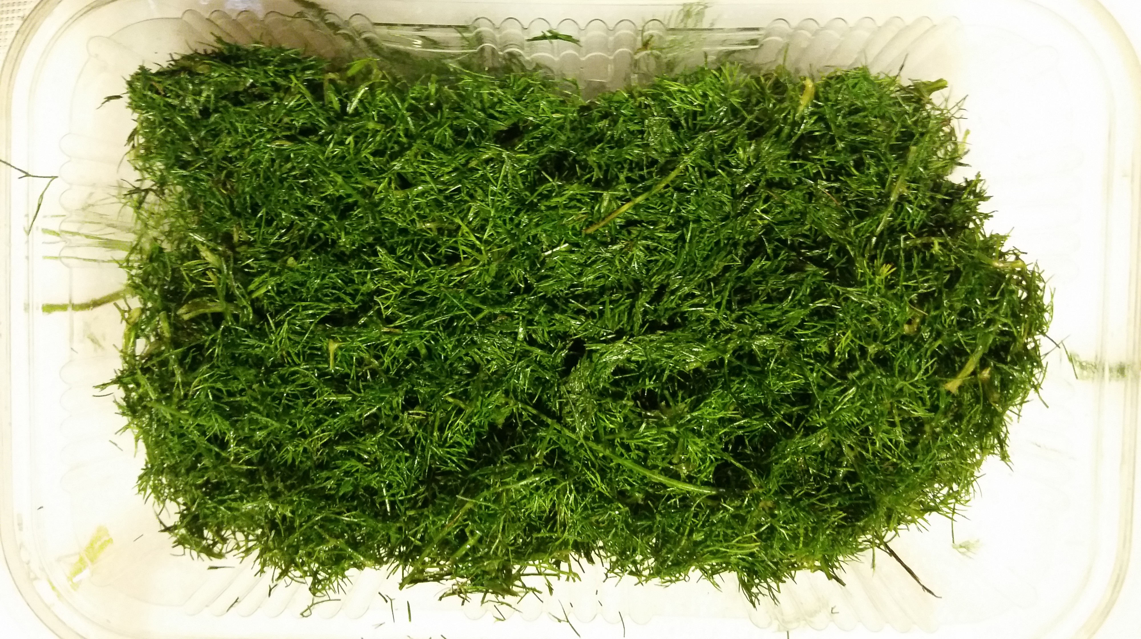 Foeniculum vulgare leaves chopped