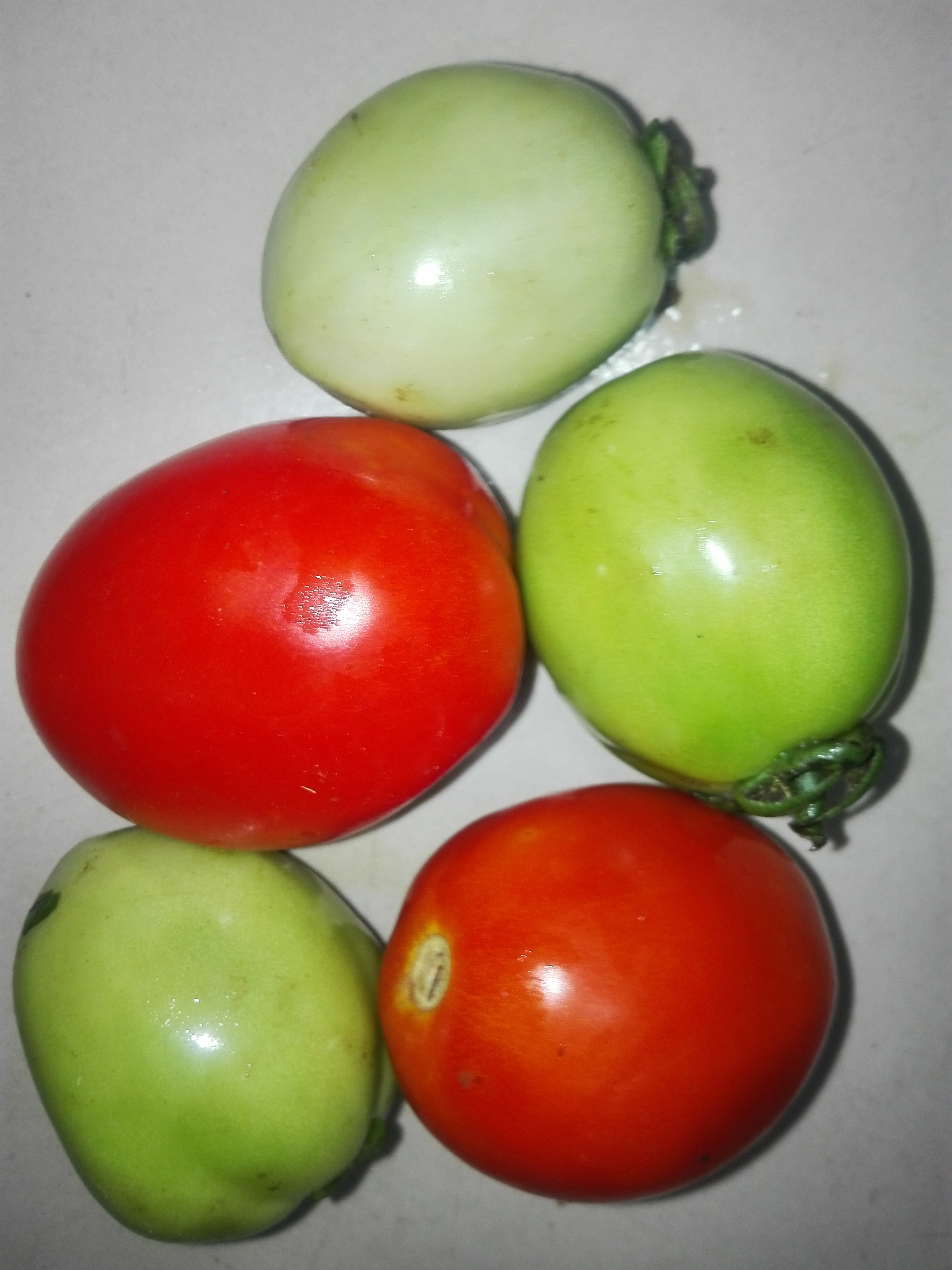 Tomatoes 3