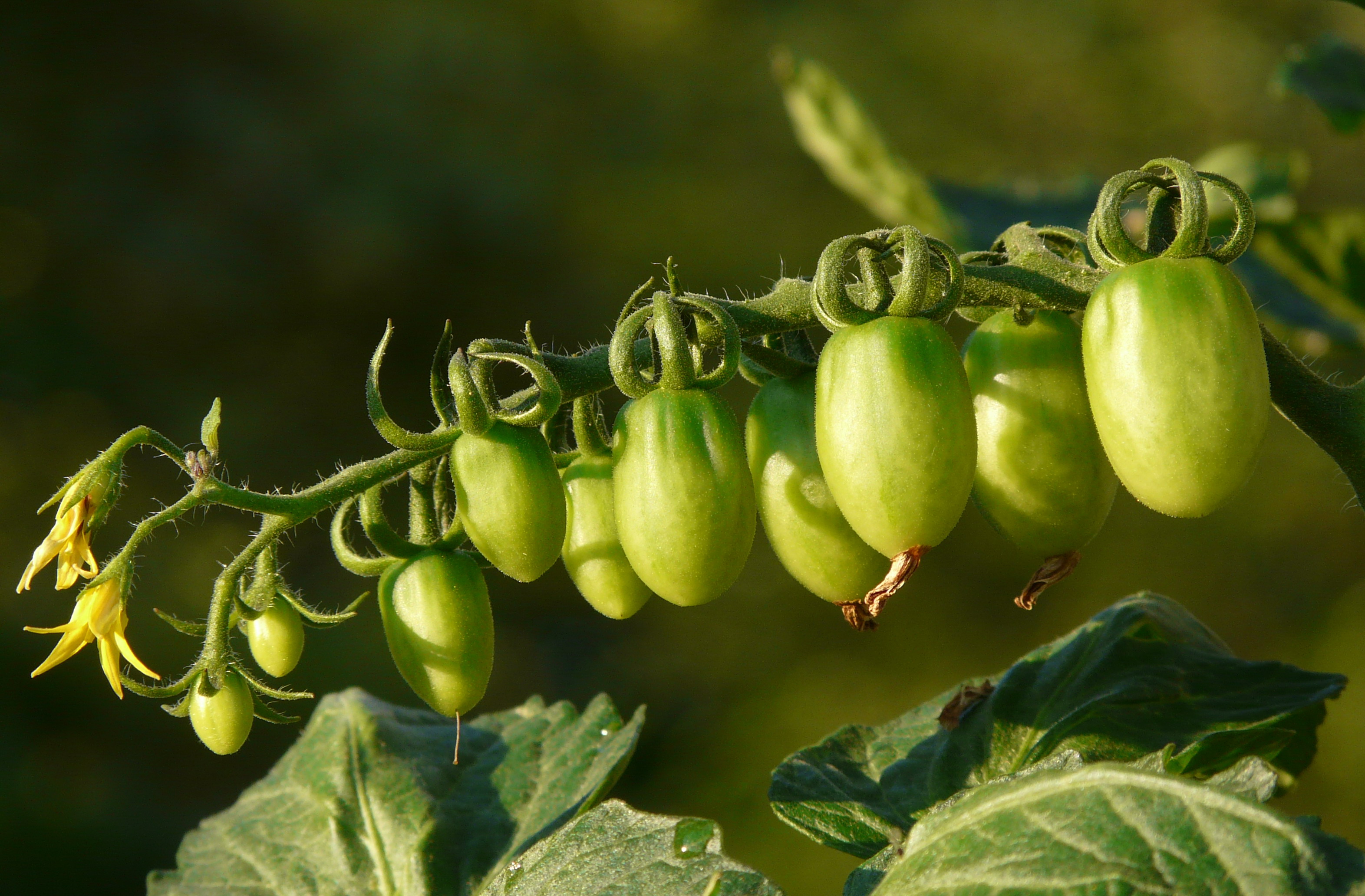 Unripe tomatoes