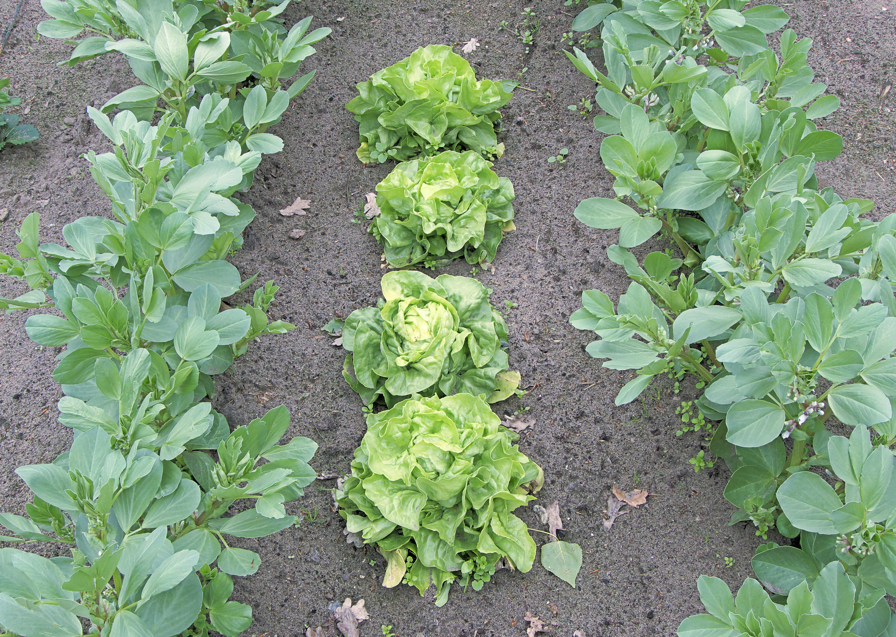 Vicia faba and lettuce
