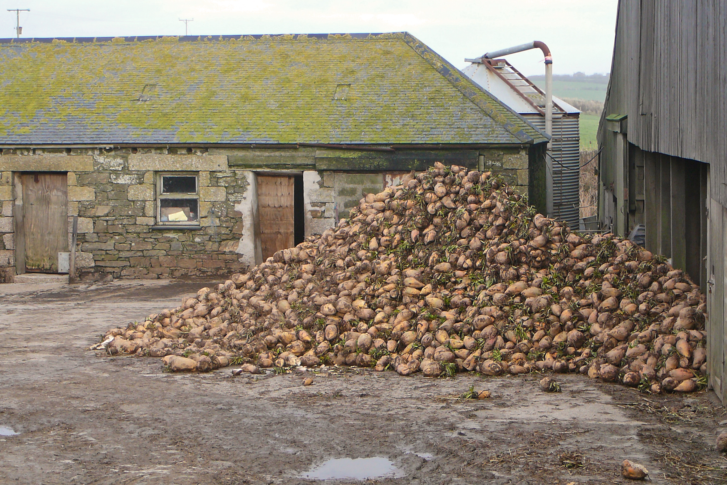 Wurzels at Winnanton Farm