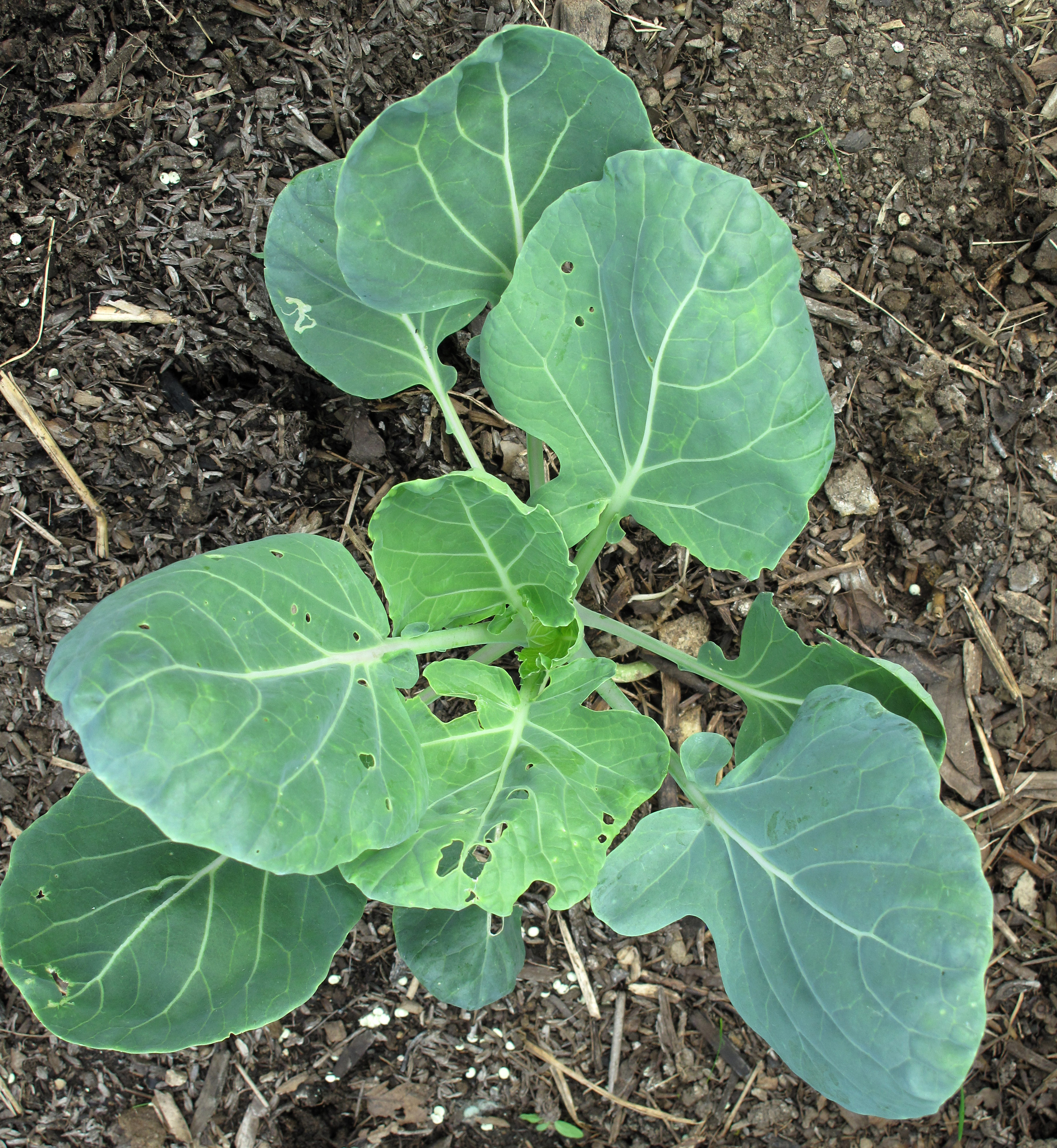 Young brussels sprouts plant