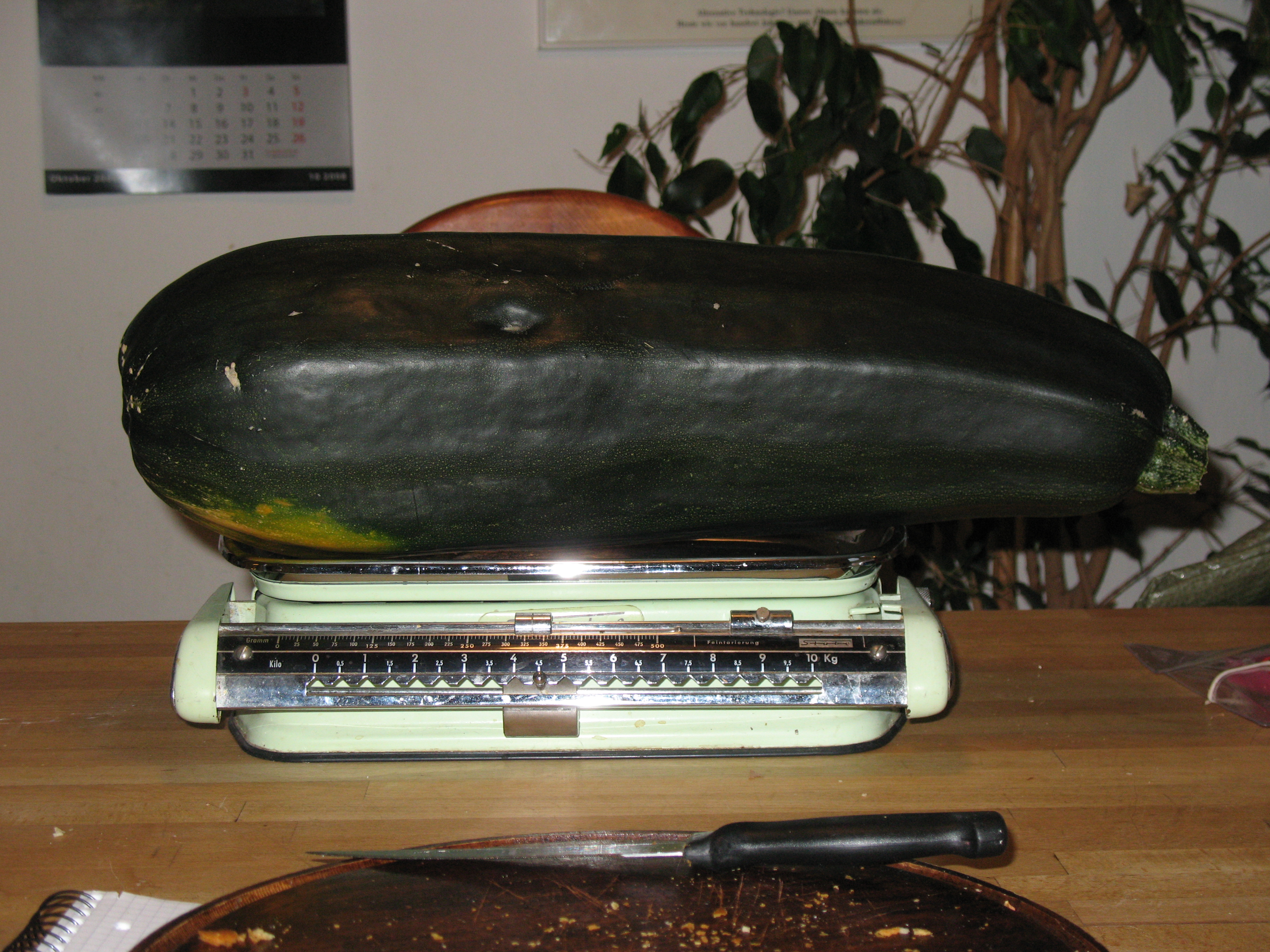 Zucchini ausgereift