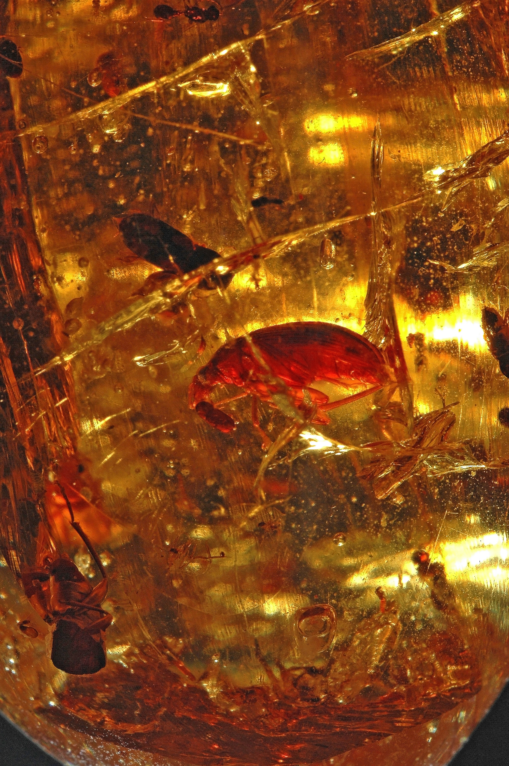 Coleoptera 2 mm - Baltic sea - Poland