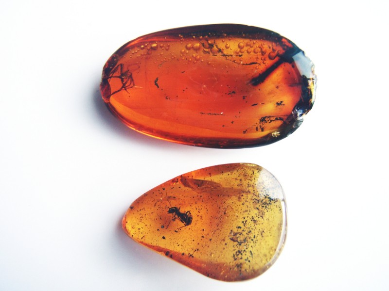 Spider and ant in amber