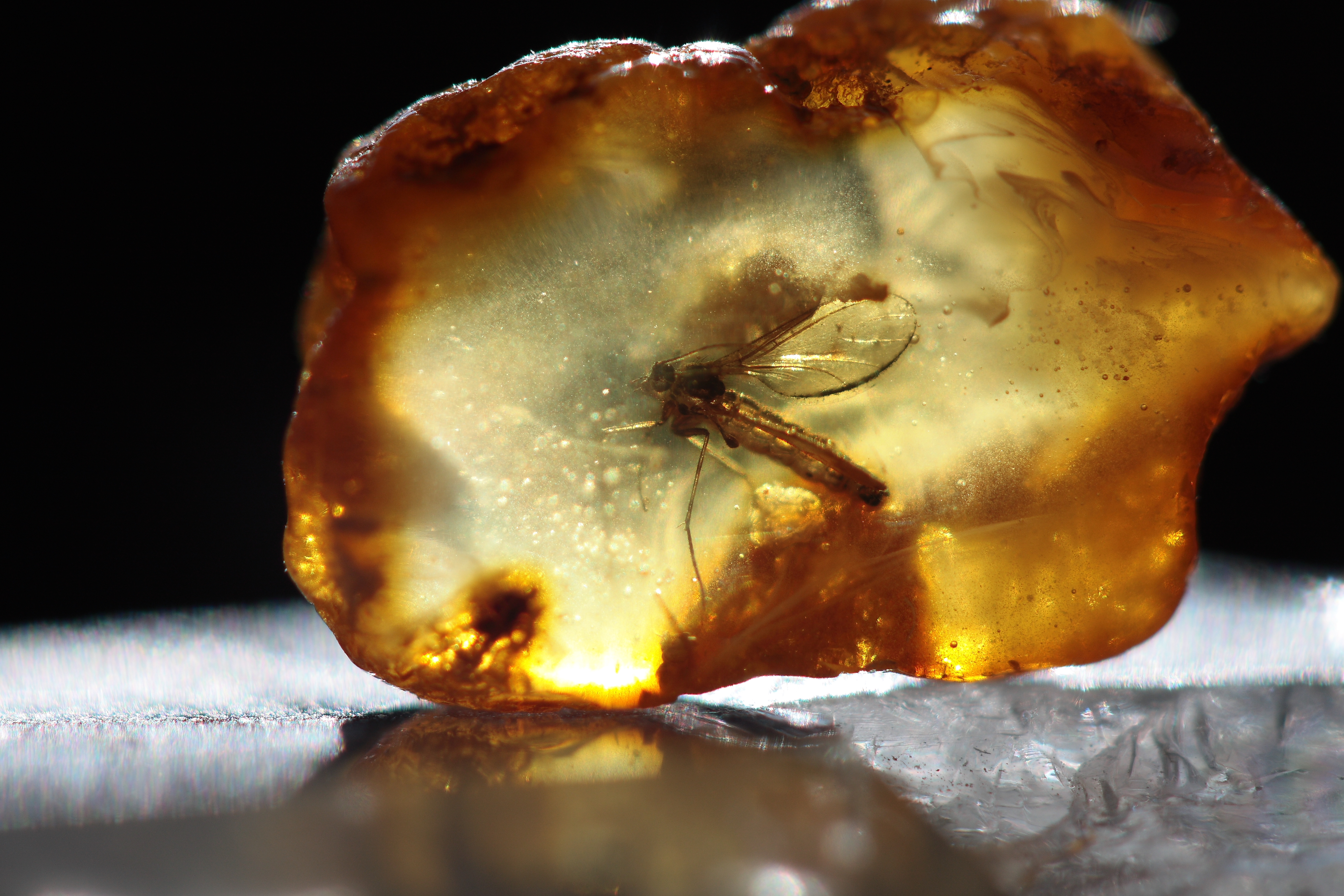 Sciaridae in amber cp1