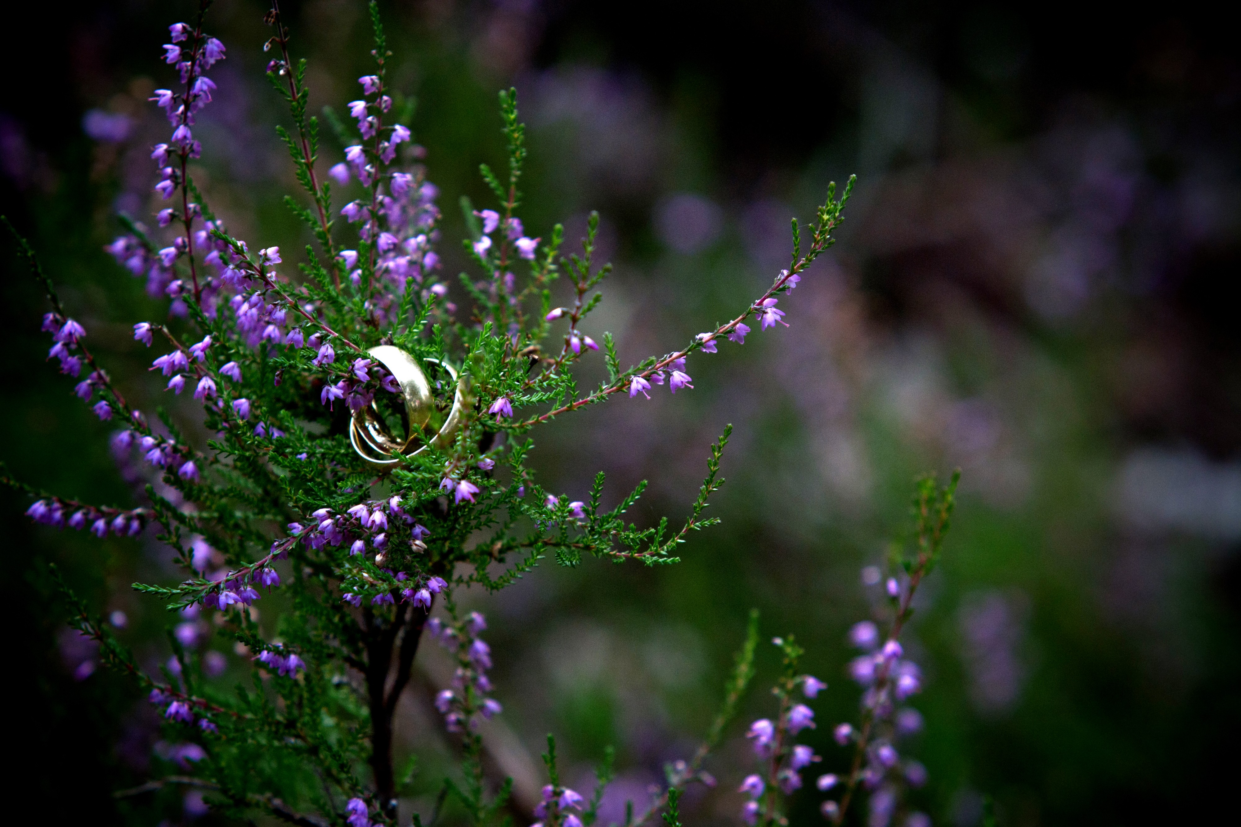 Hochzeitsfotograf-Wedding-Ring