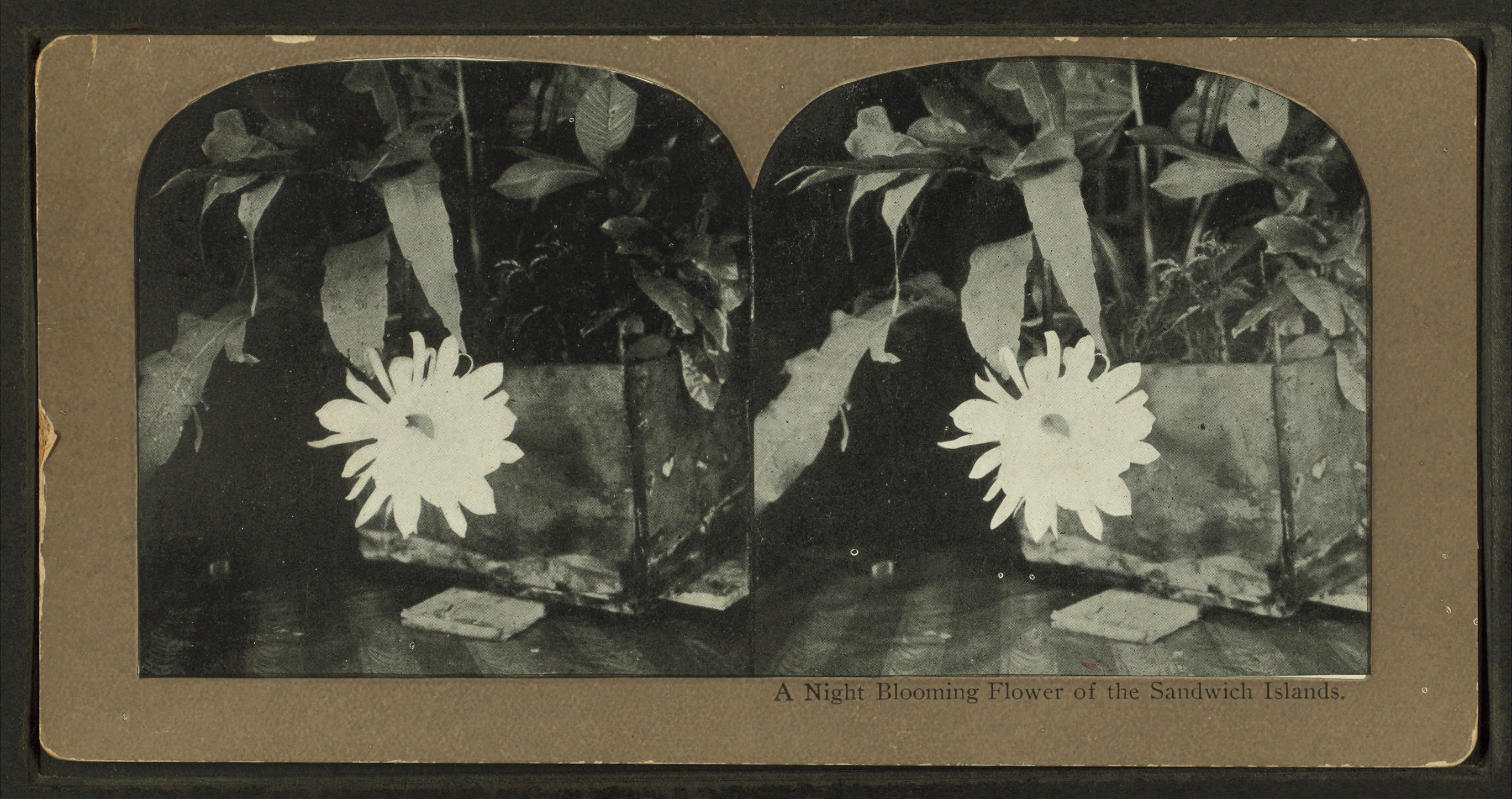A night blooming flower of the Sandwich Islands, from Robert N. Dennis collection of stereoscopic views
