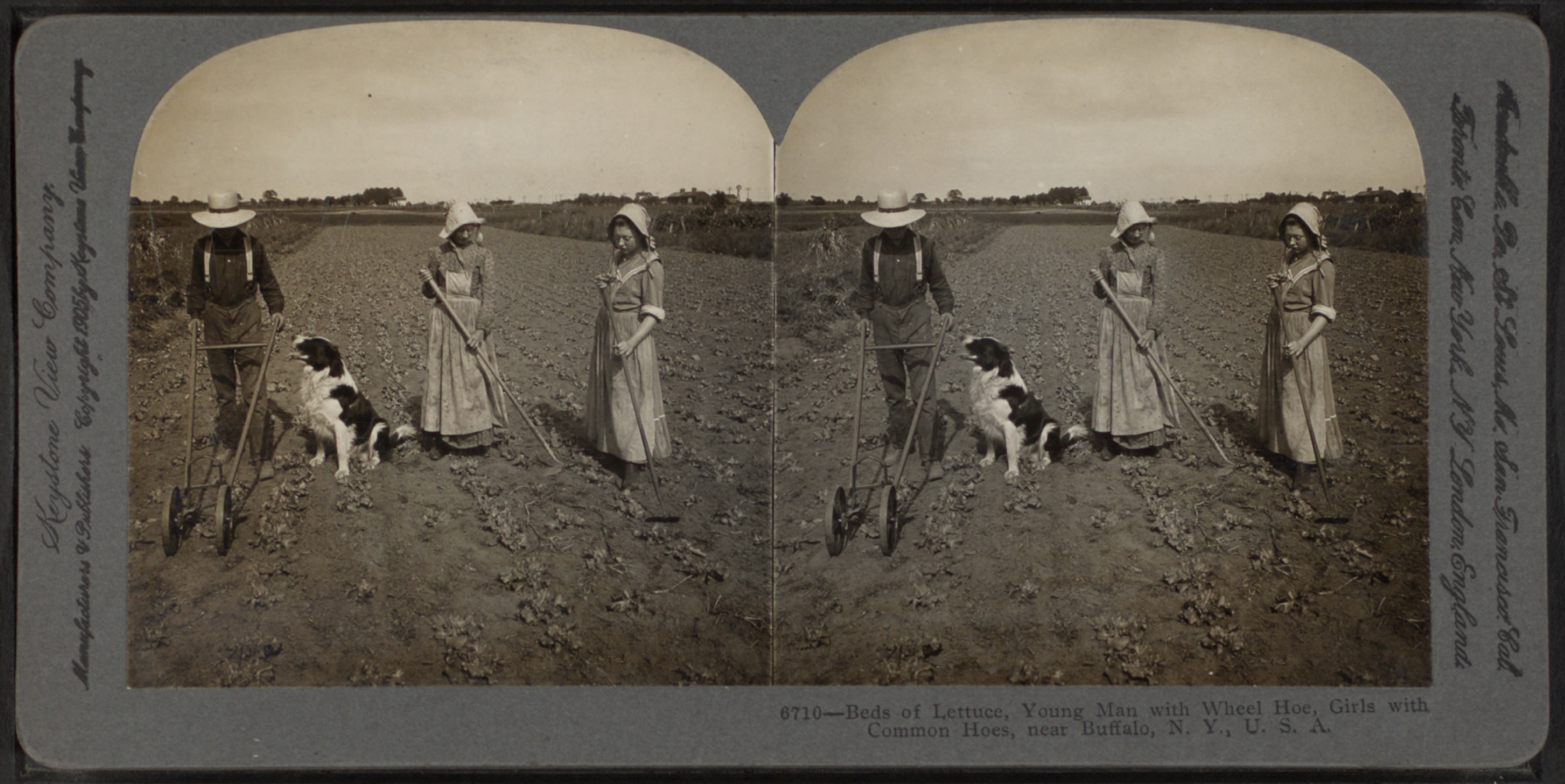 Beds of lettuce, young man with wheel hoe, girls with common hoes, near Buffalo, N.Y., U.S.A, from Robert N. Dennis collection of stereoscopic views