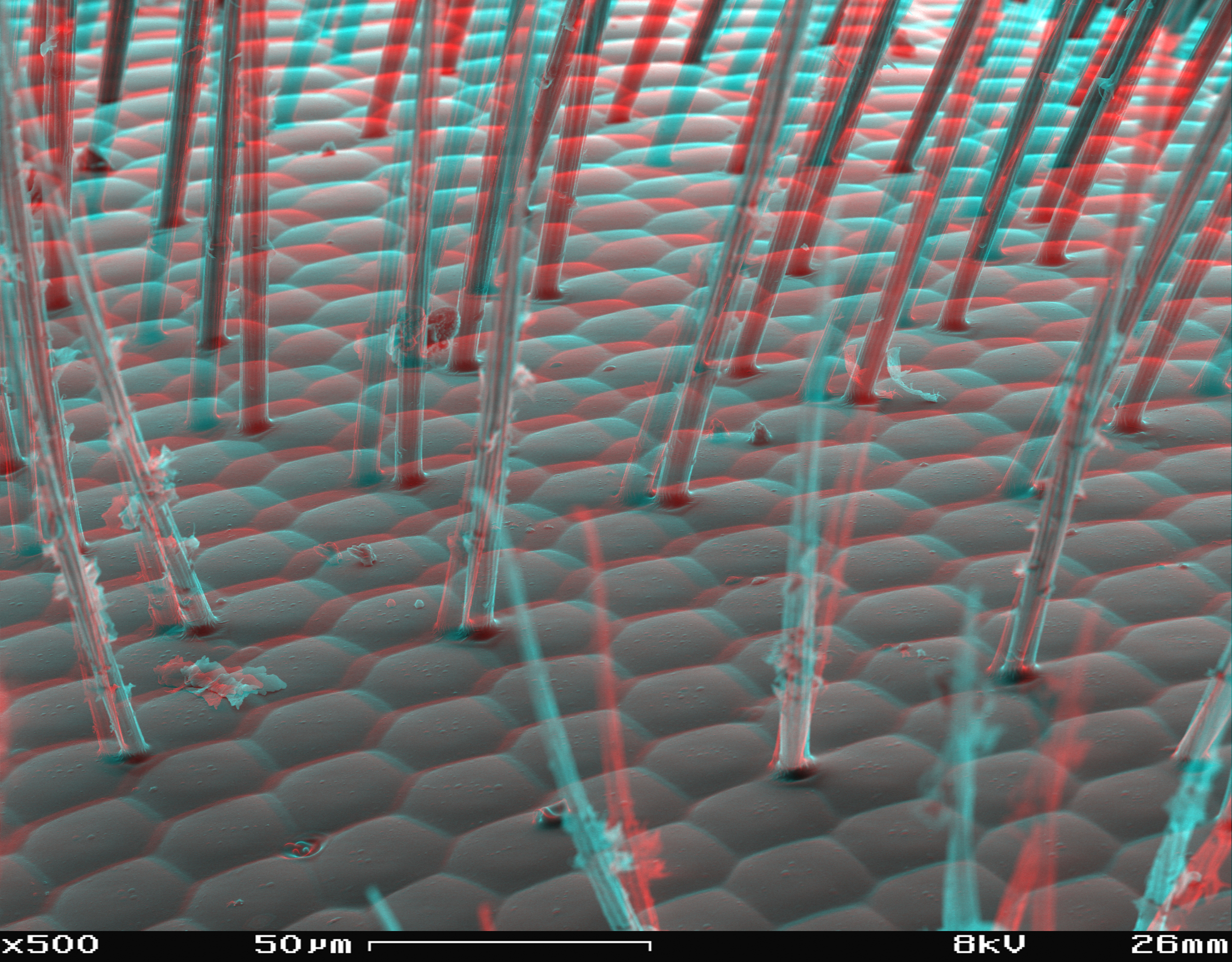 Bee´s eye SEM anaglyph