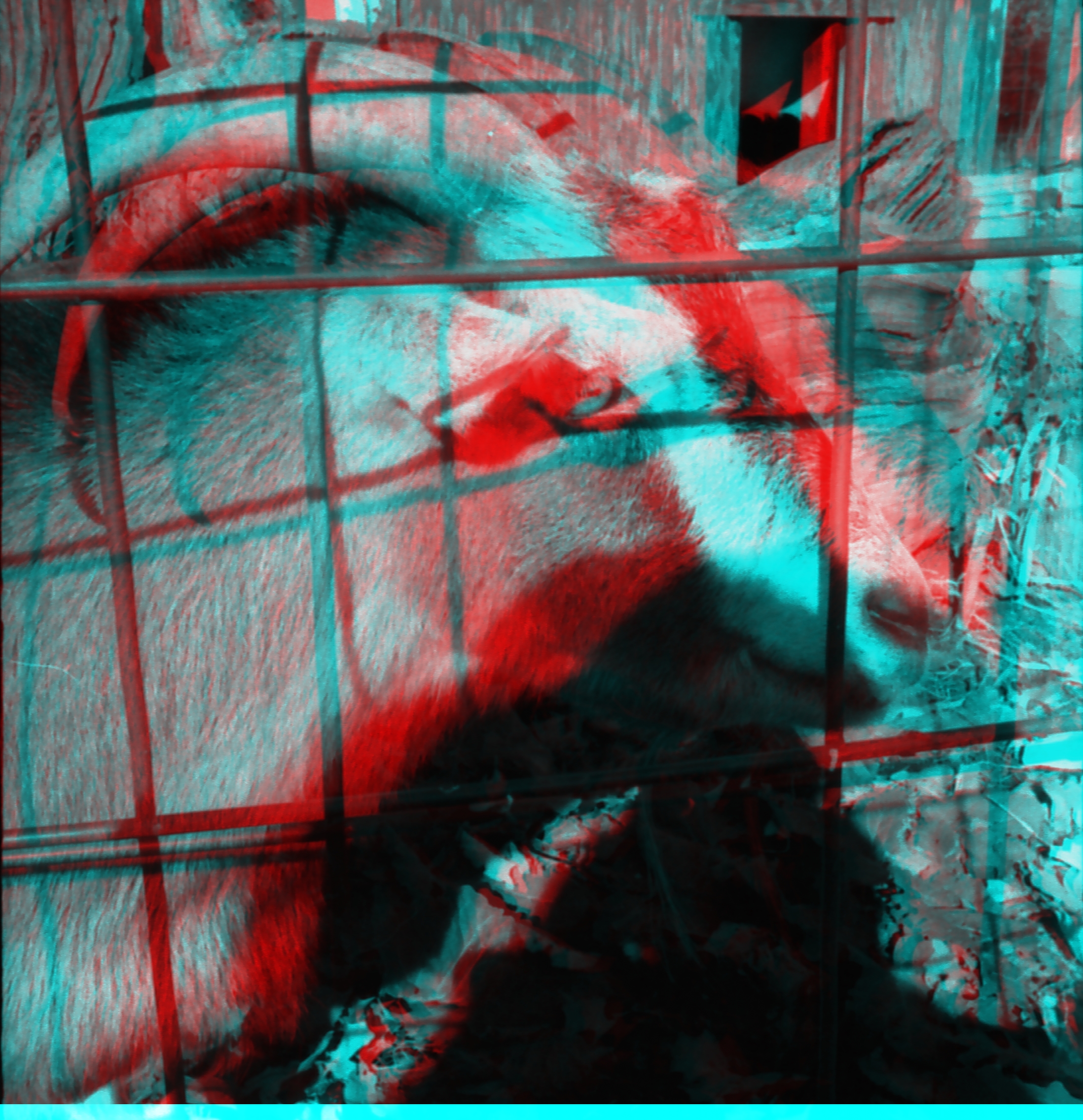 Cider Mill Goat (3) (anaglyph) (519424200)