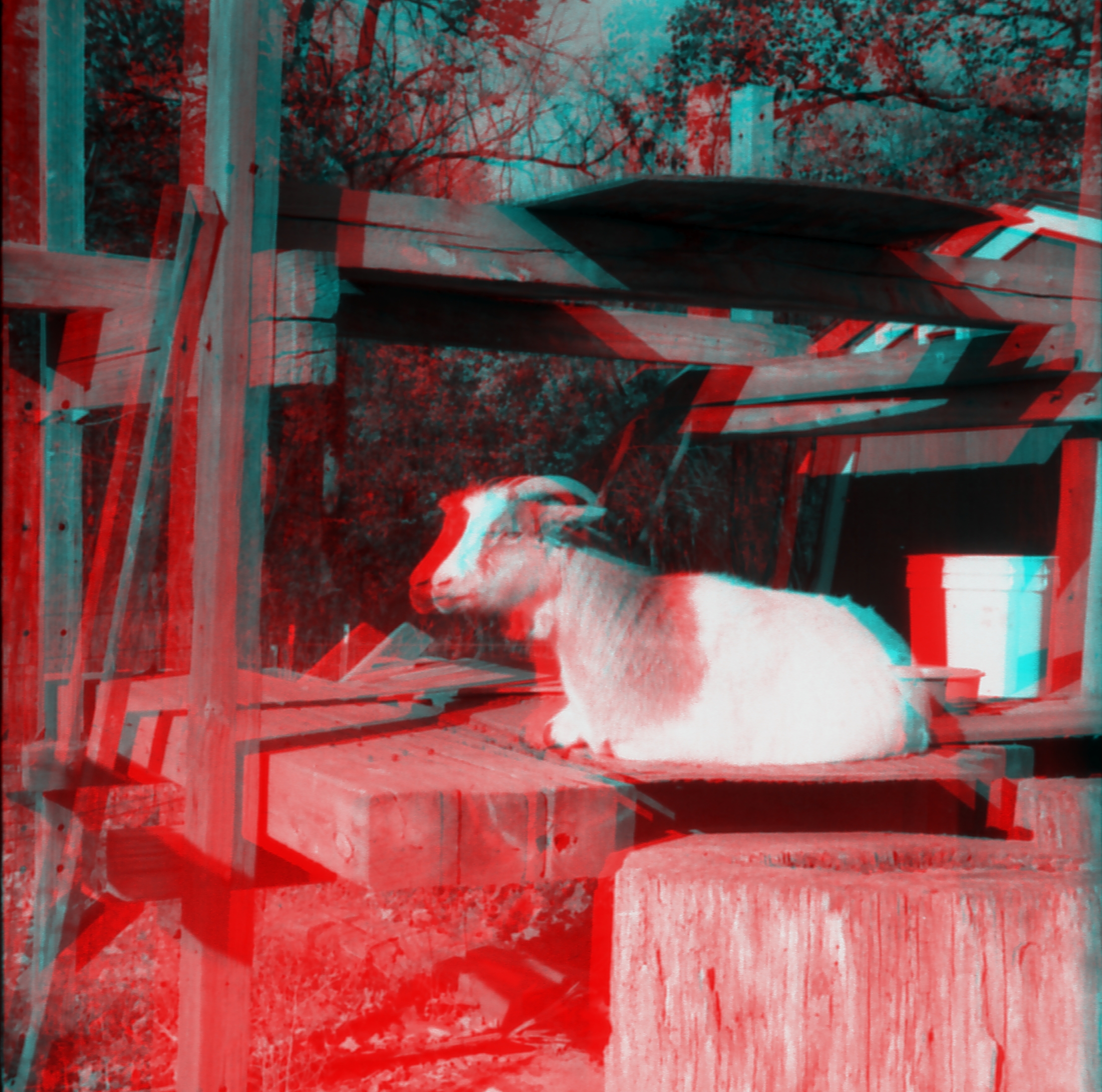 Cider Mill Goat (4) (anaglyph) (519466501)