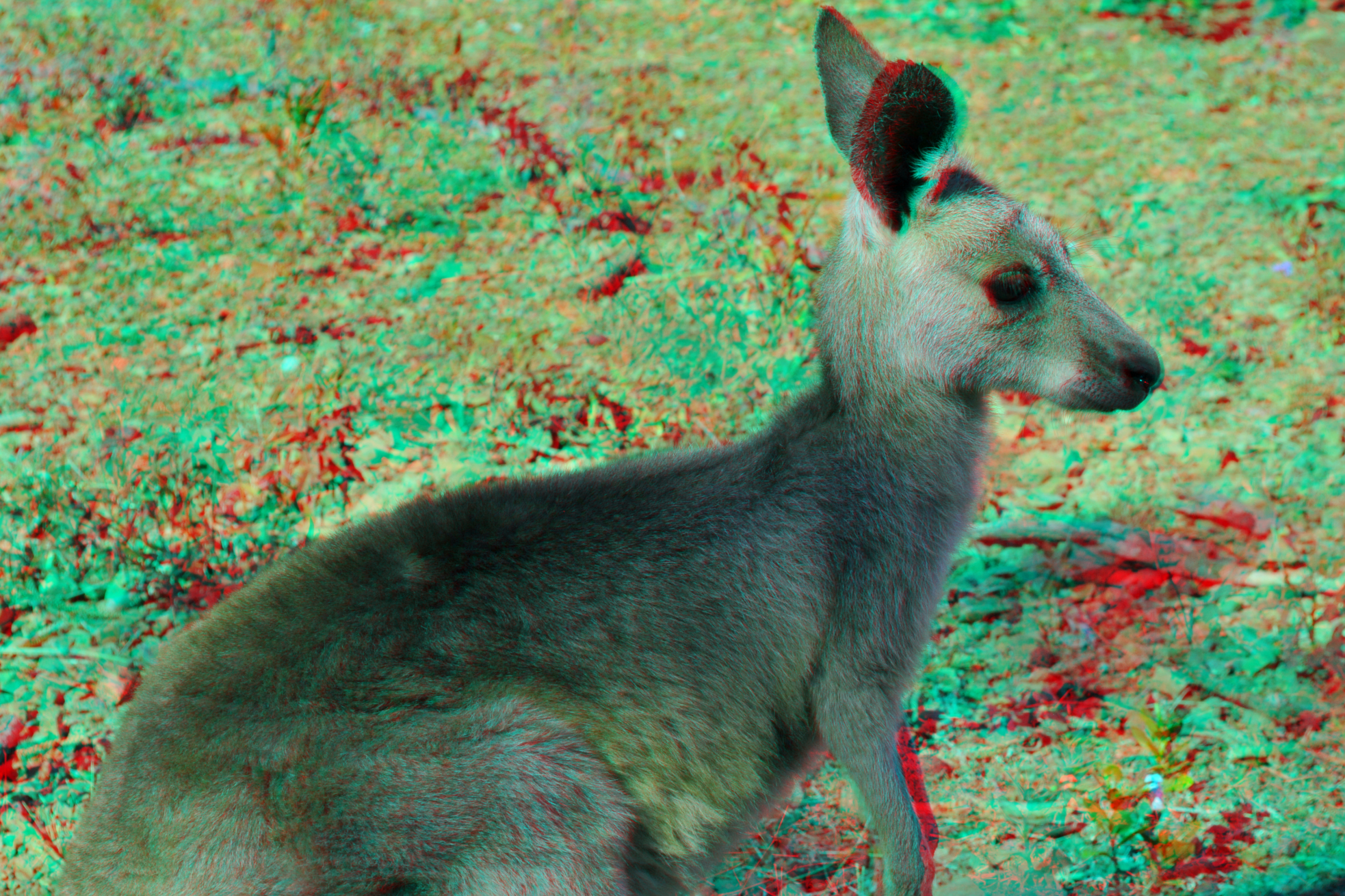 Eastern Grey Baby Kangaroo (Joey) 3D