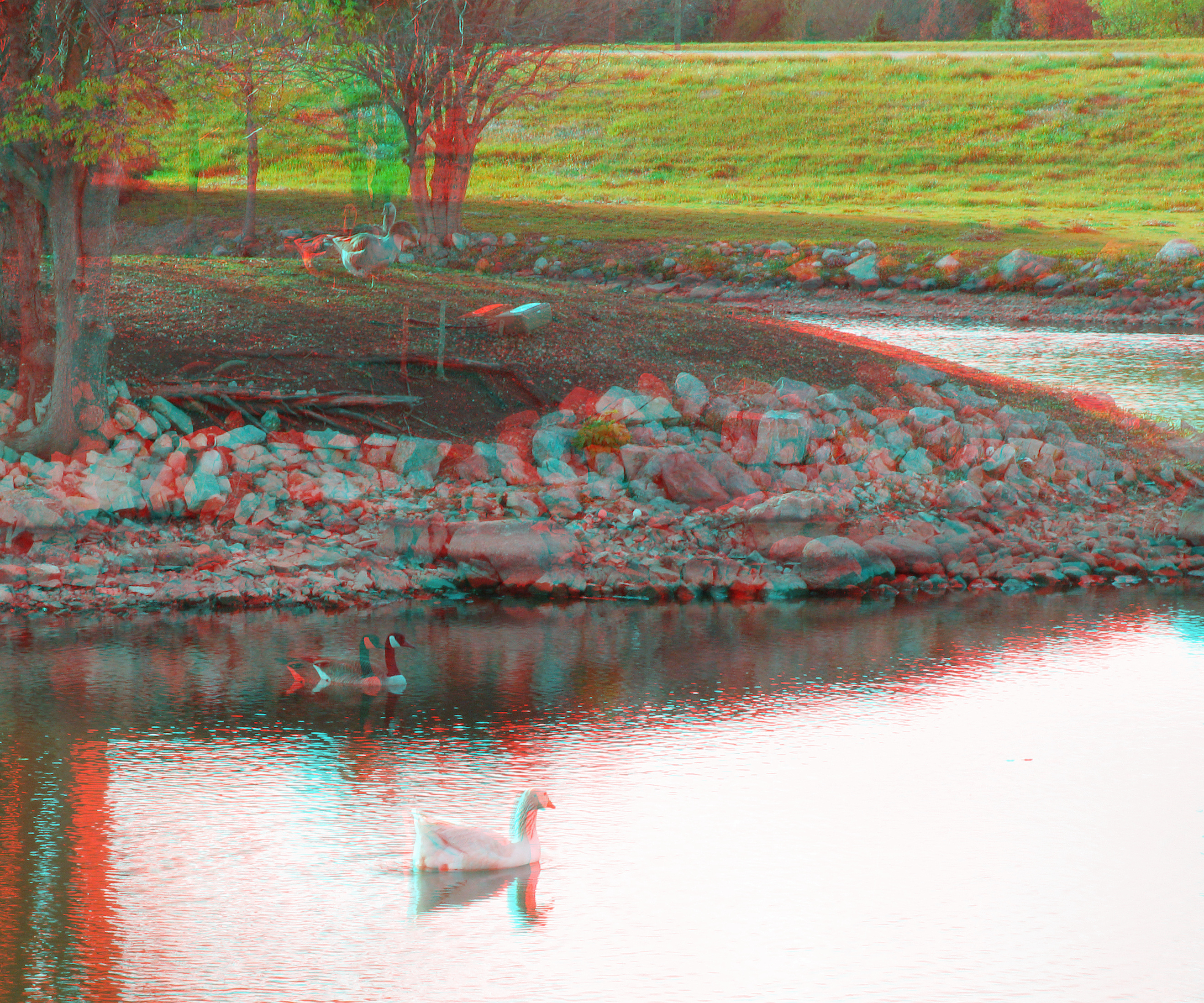 Flickr - jimf0390 - JimF 04-24-10-0035a goose island