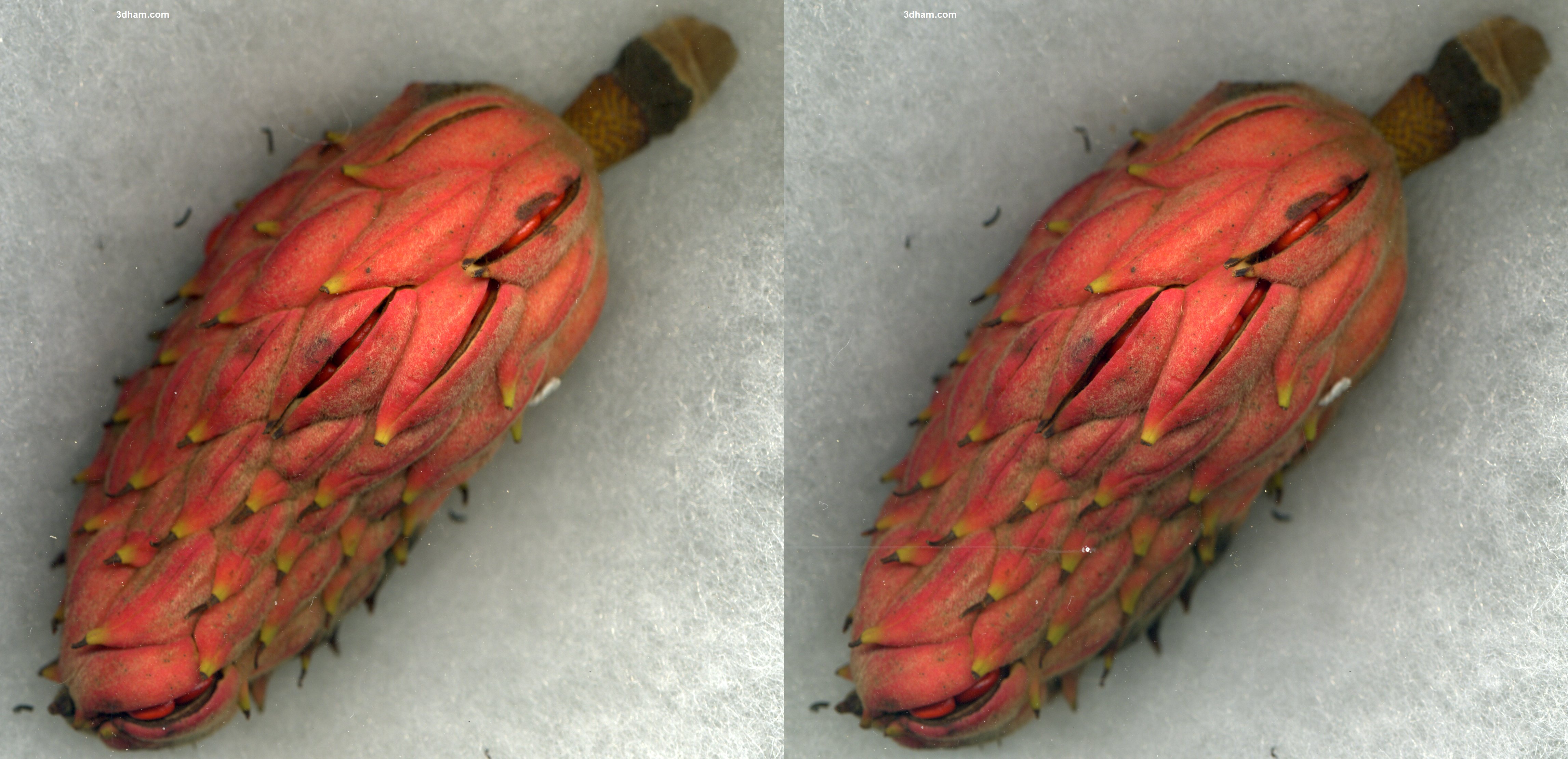 Magnoliafruitmatureback