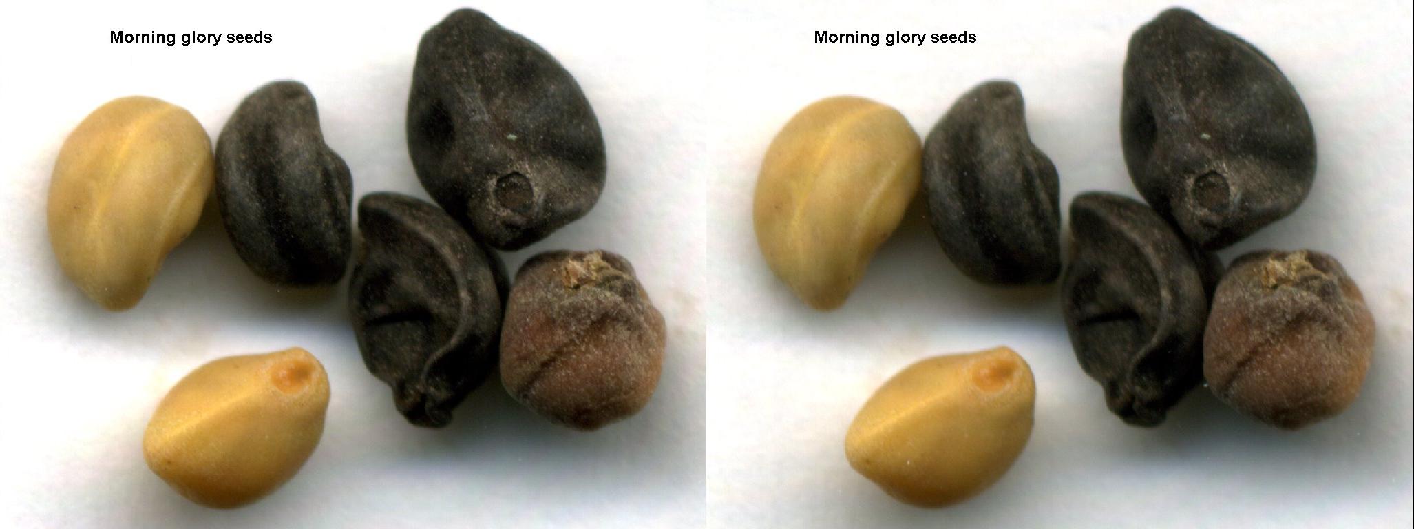 Morninggloryseeds3d