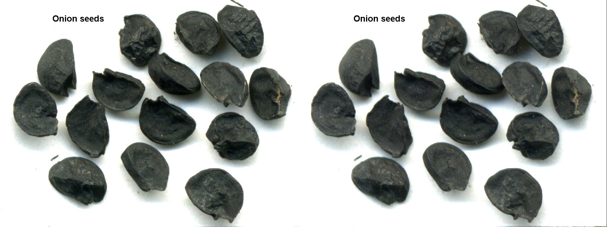 Onionseeds3d