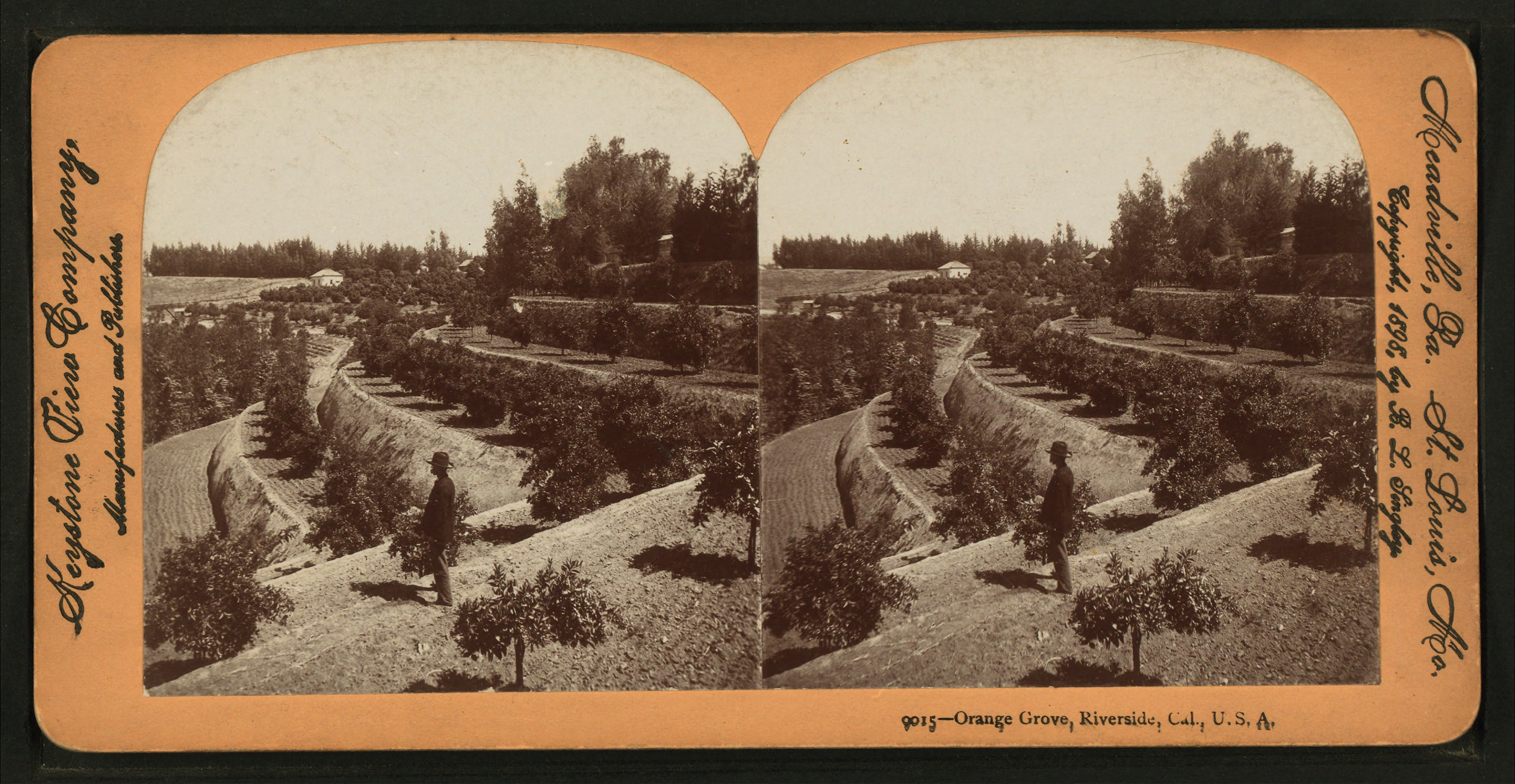 Orange Grove, Riverside, Cal, U.S.A, from Robert N. Dennis collection of stereoscopic views