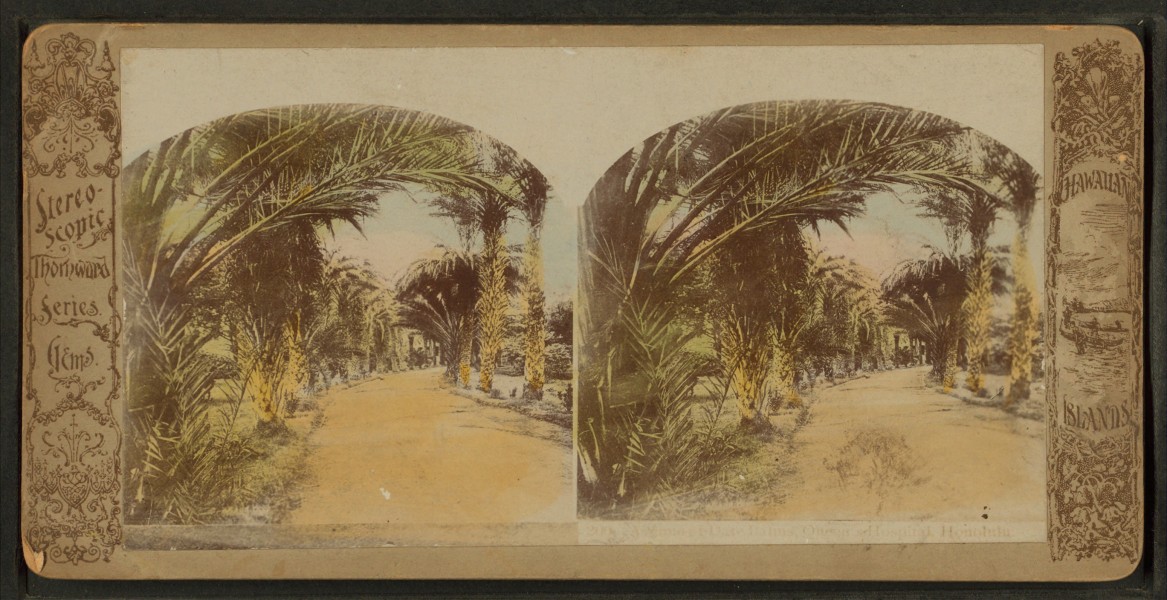 (A view of) date palms, Queens Hospital, Honolulu, from Robert N. Dennis collection of stereoscopic views