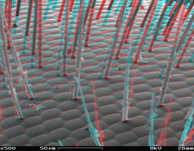 Bee´s eye SEM anaglyph