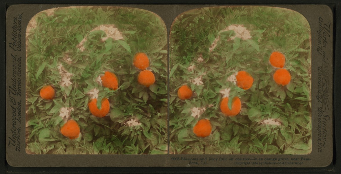 Blossoms and juicy fruit on one tree - in an orange grove, near Pasadena, Cal, by Underwood & Underwood