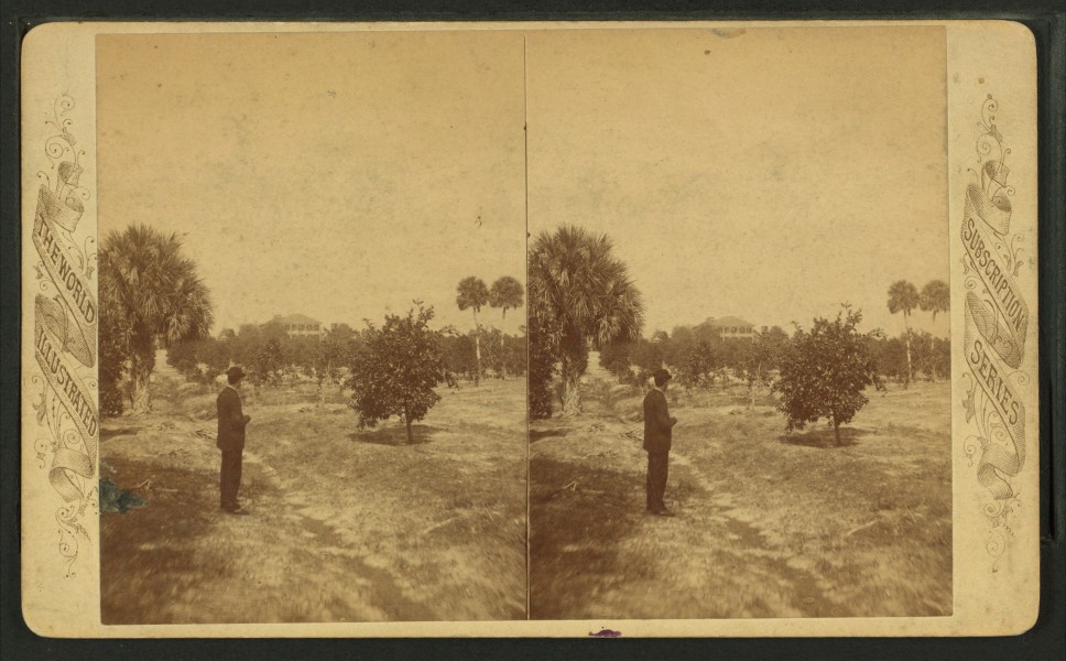 Dr. Bary's residence and orange grove, Enterprise, Florida, from Robert N. Dennis collection of stereoscopic views
