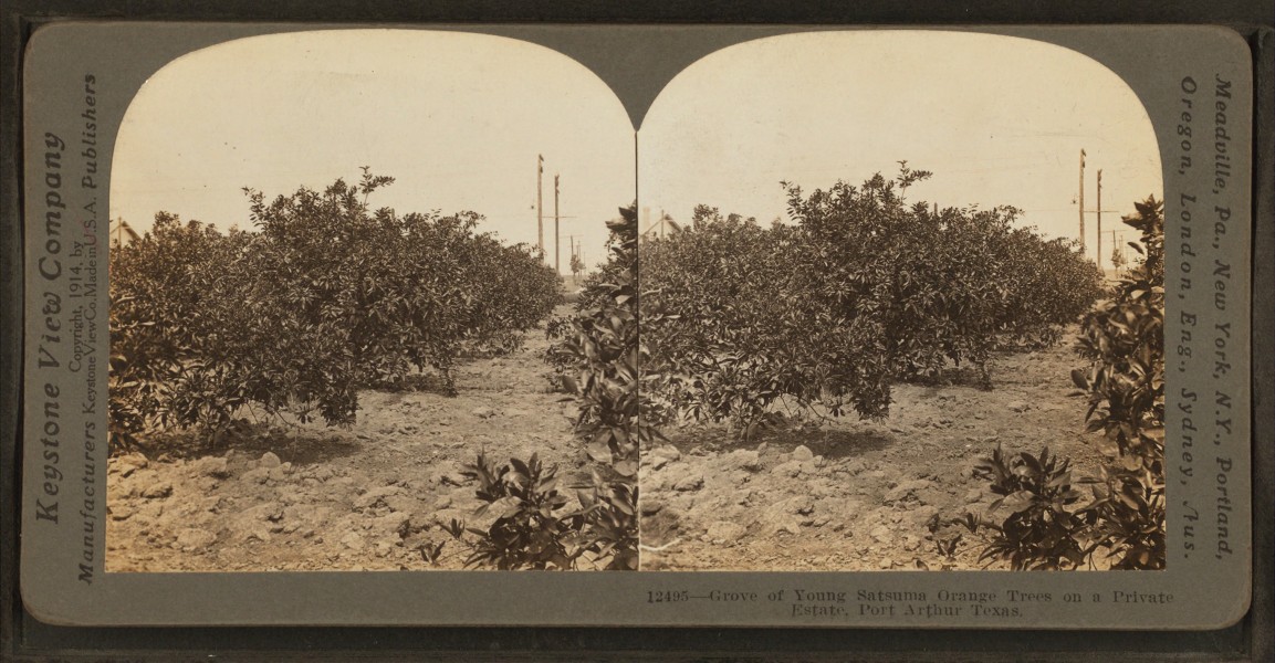 Grove of Young Sastuma Orange Trees on a Private Estate, Port Arthur Texas, by Keystone View Company