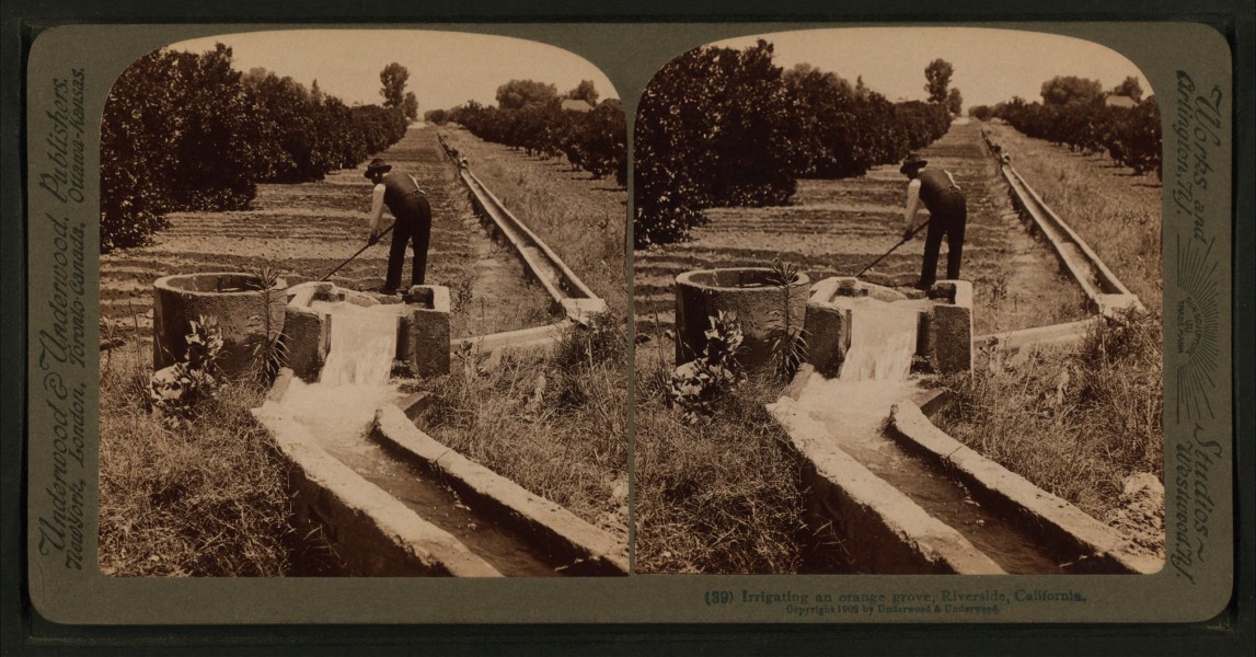Irrigating an orange grove, Riverside, California, from Robert N. Dennis collection of stereoscopic views 3