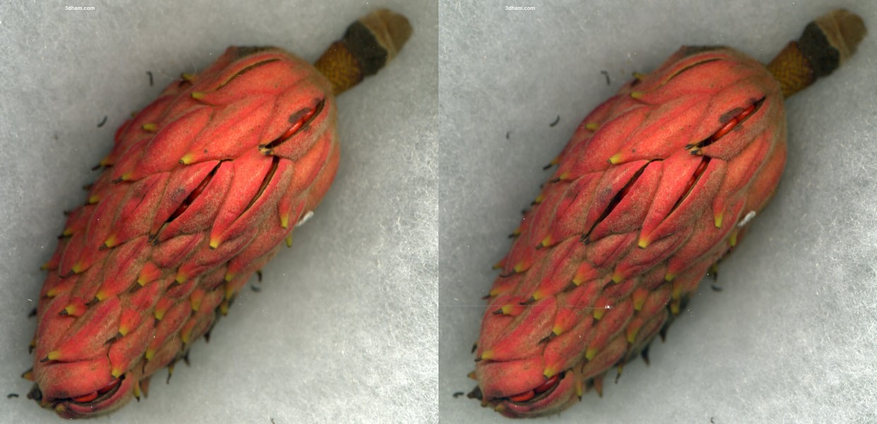 Magnoliafruitmatureback