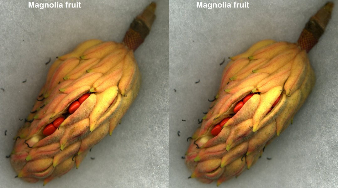 Magnoliafruitopen